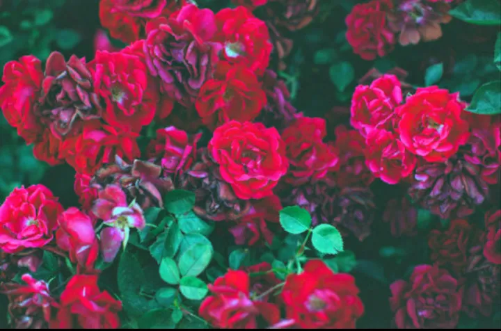 Fairy nixxi 💋 OnlyFans header