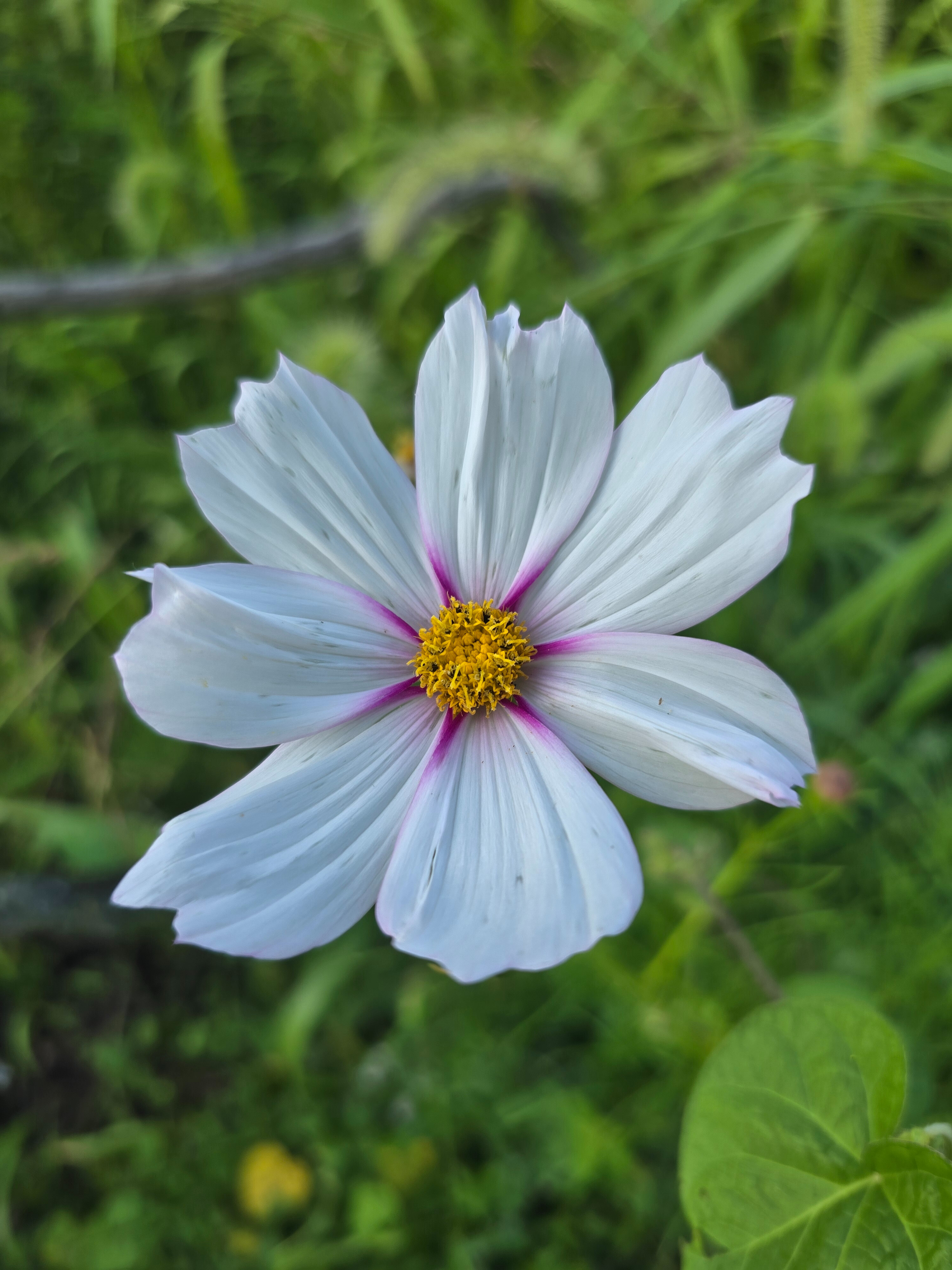 Fairy OnlyFans header