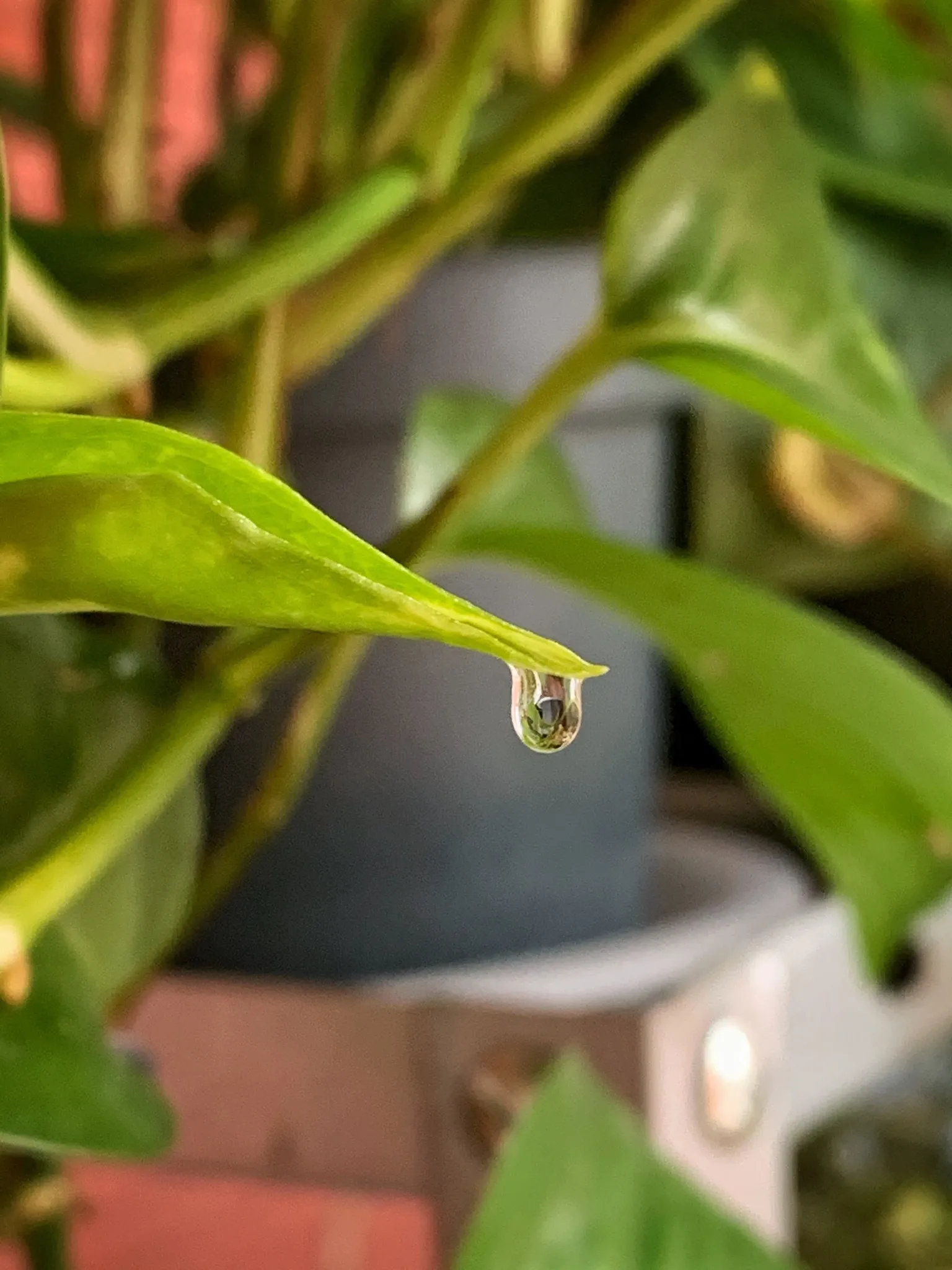 Amelie OnlyFans header