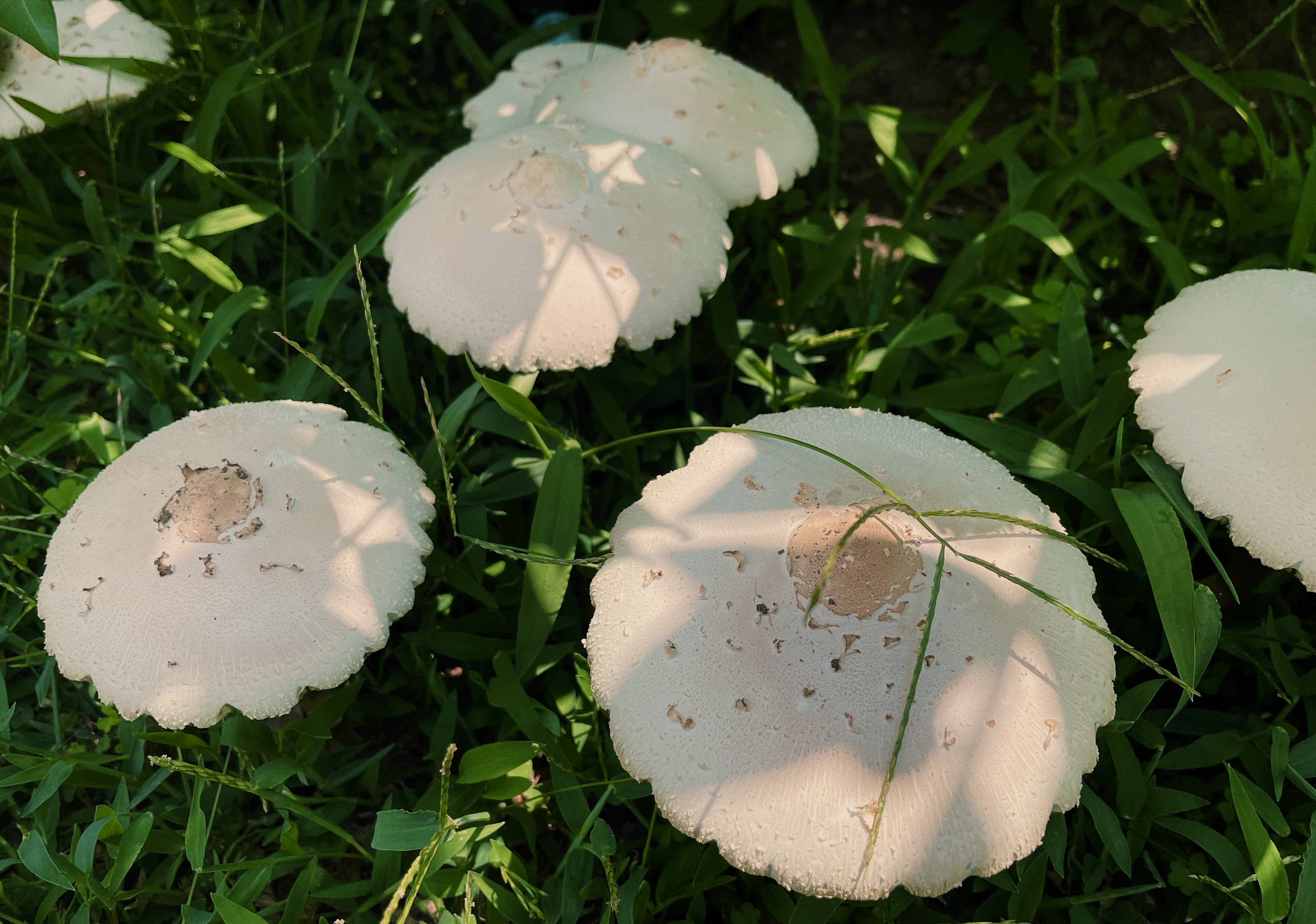 Hazel OnlyFans header