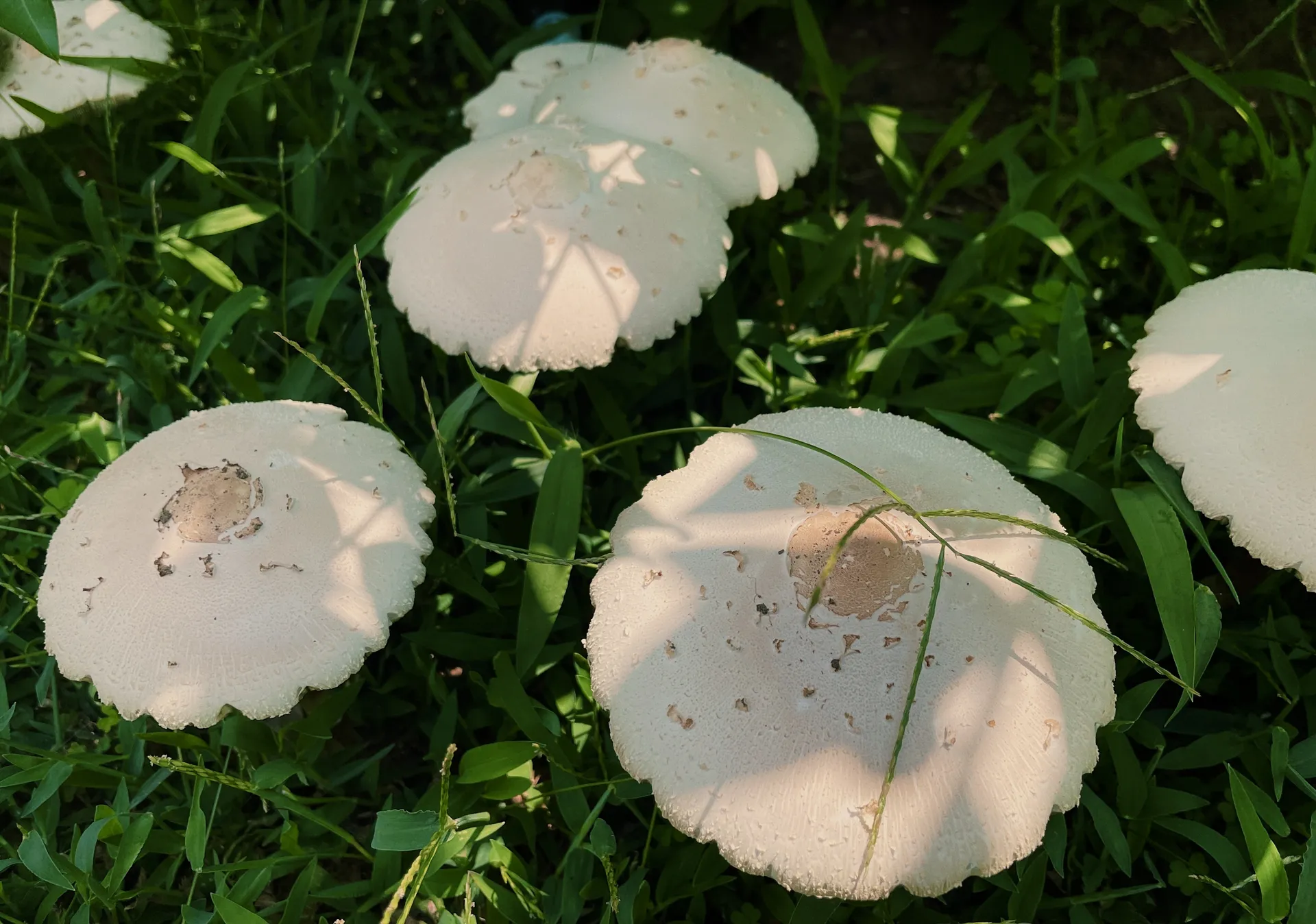 Hazel OnlyFans header