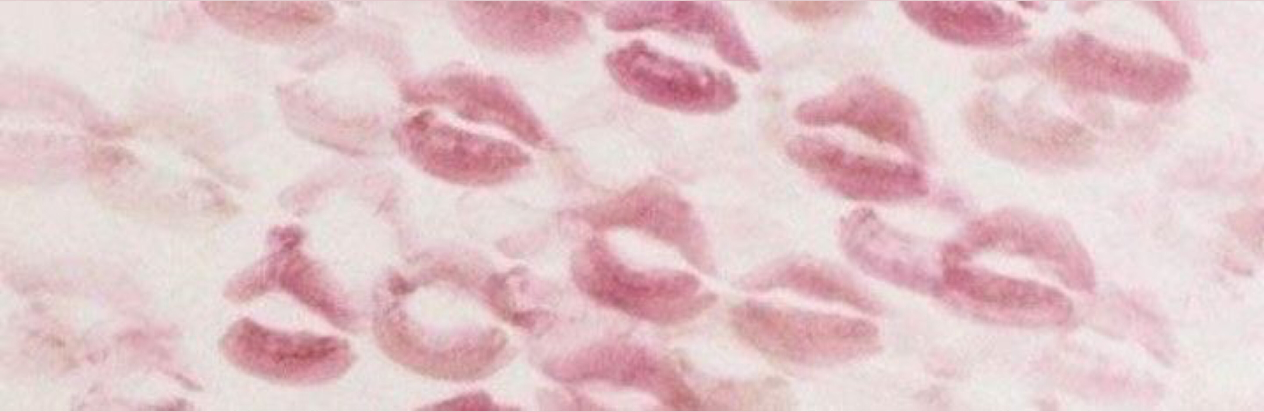 Fairy OnlyFans header