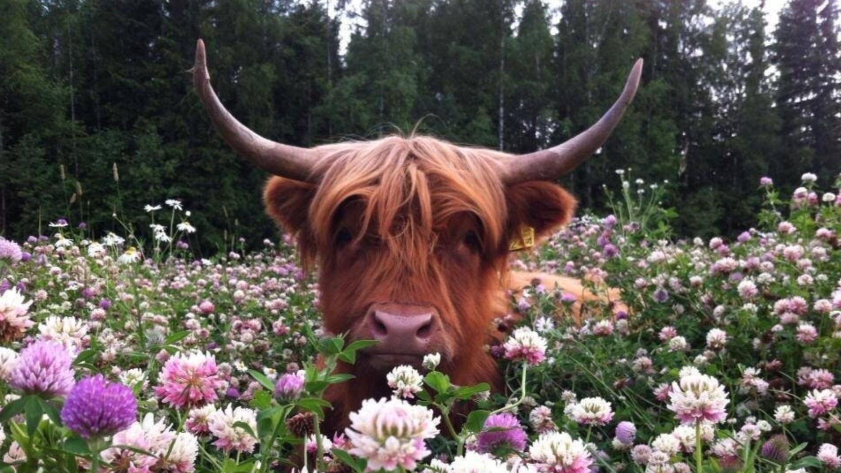 Falkan OnlyFans header