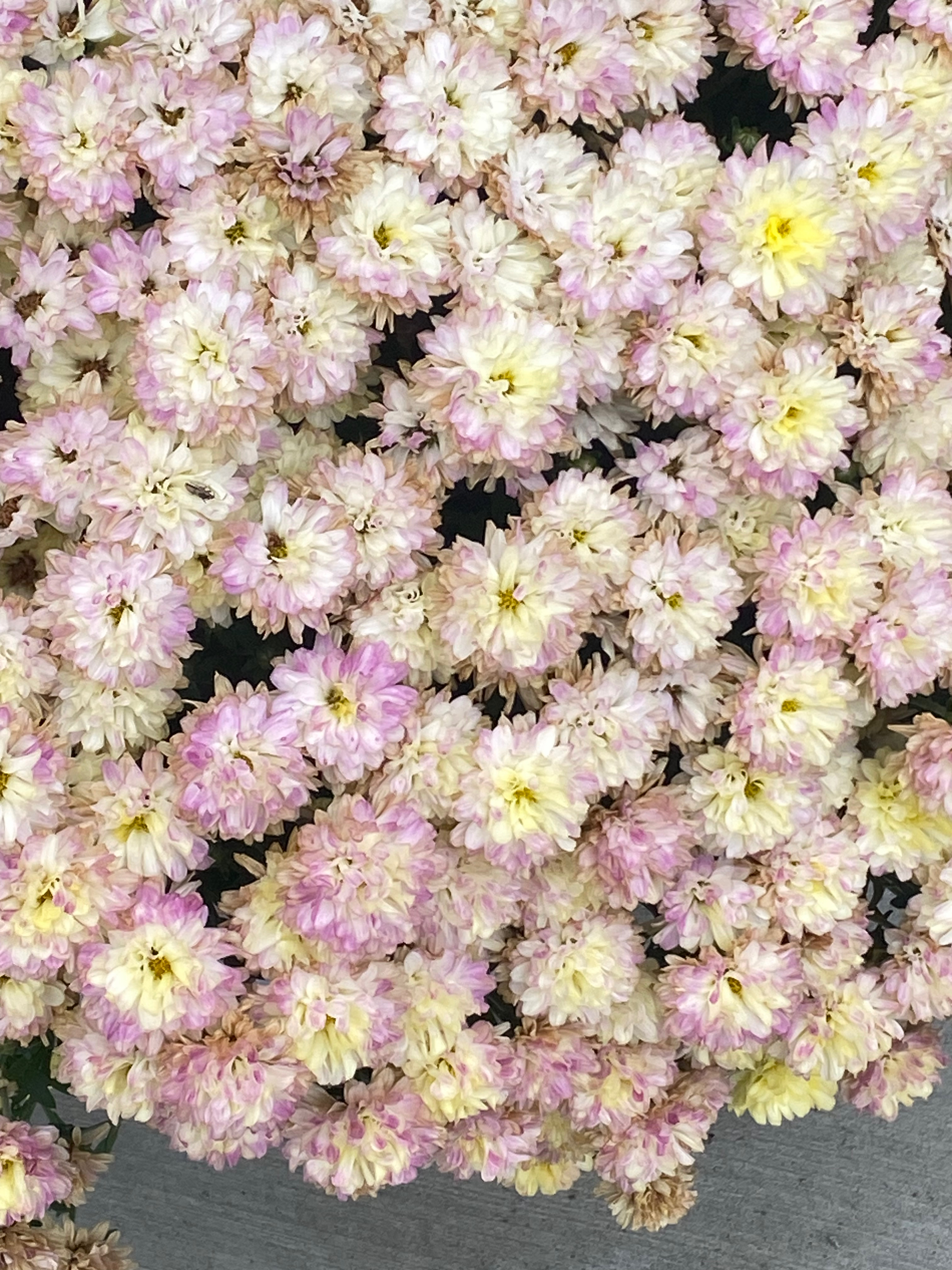 Midnightlover OnlyFans header