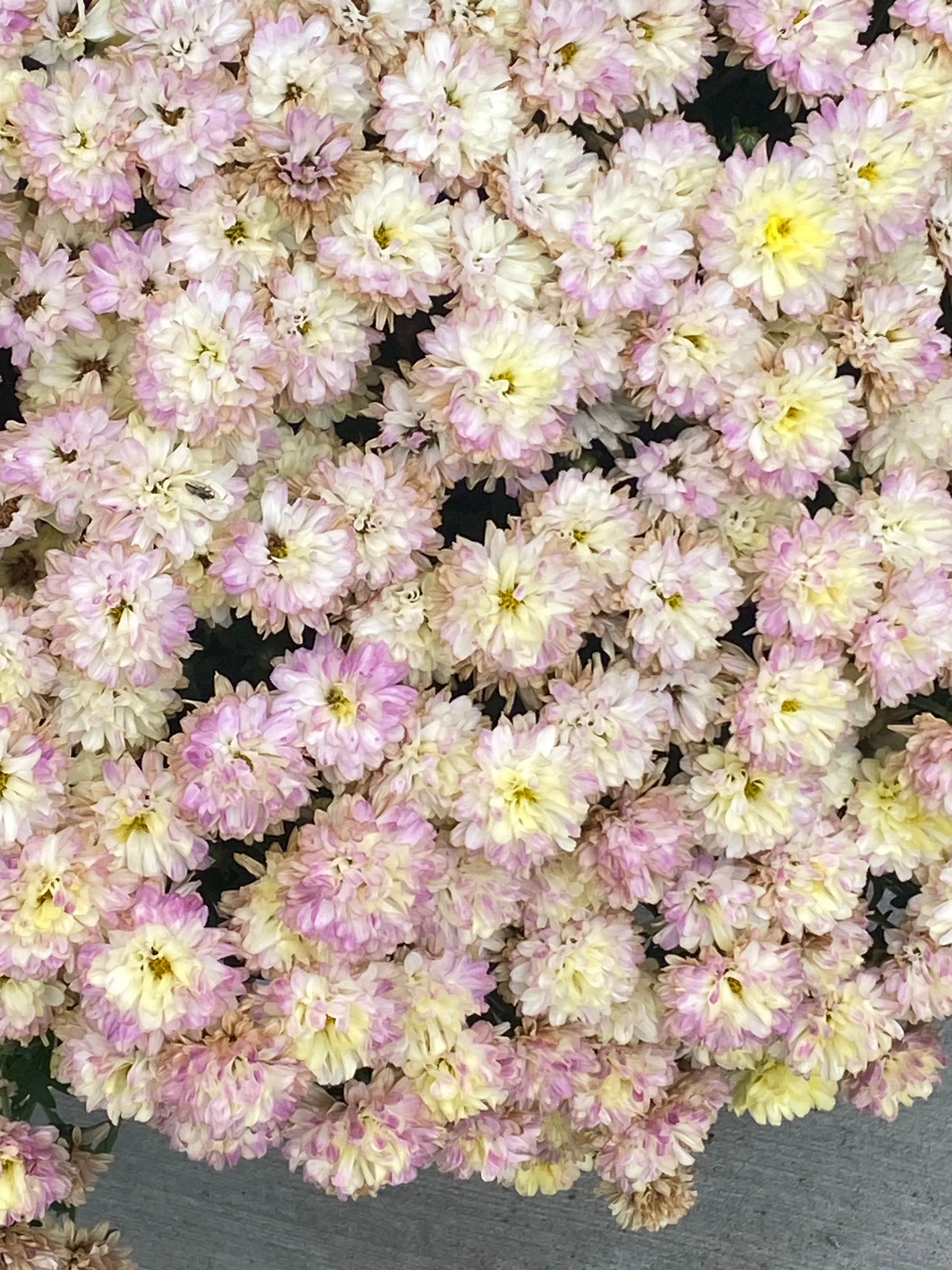 Midnightlover OnlyFans header