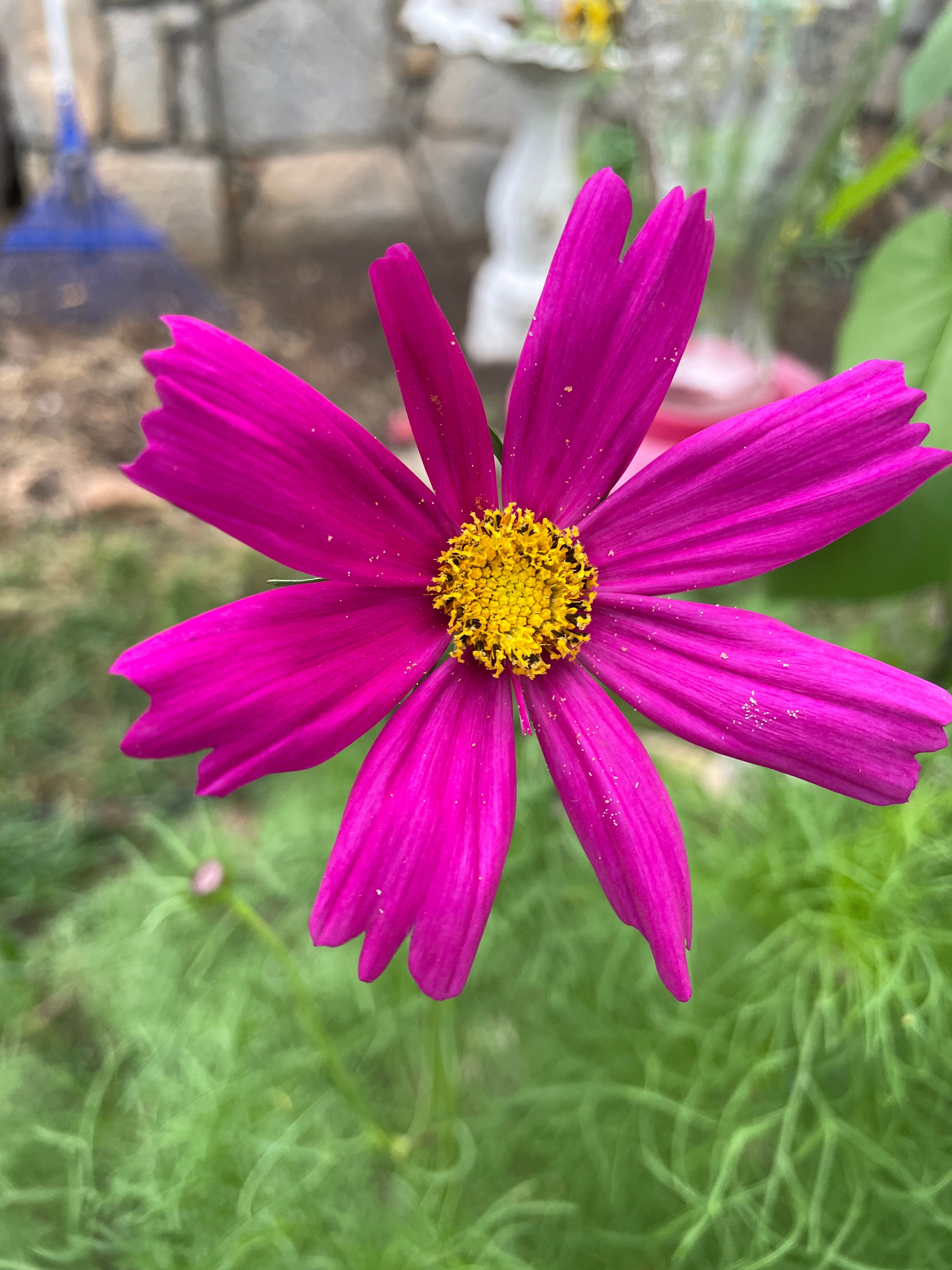 Angel OnlyFans header