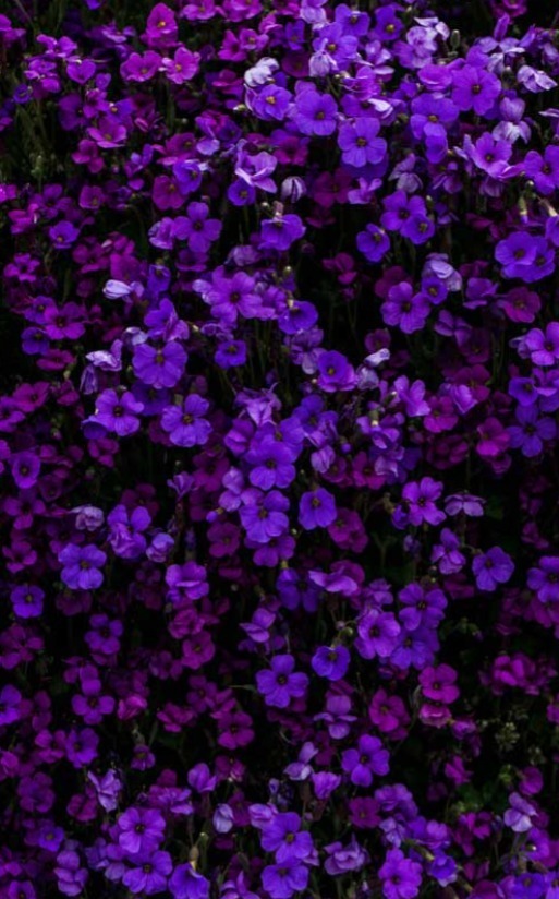 Angel OnlyFans header