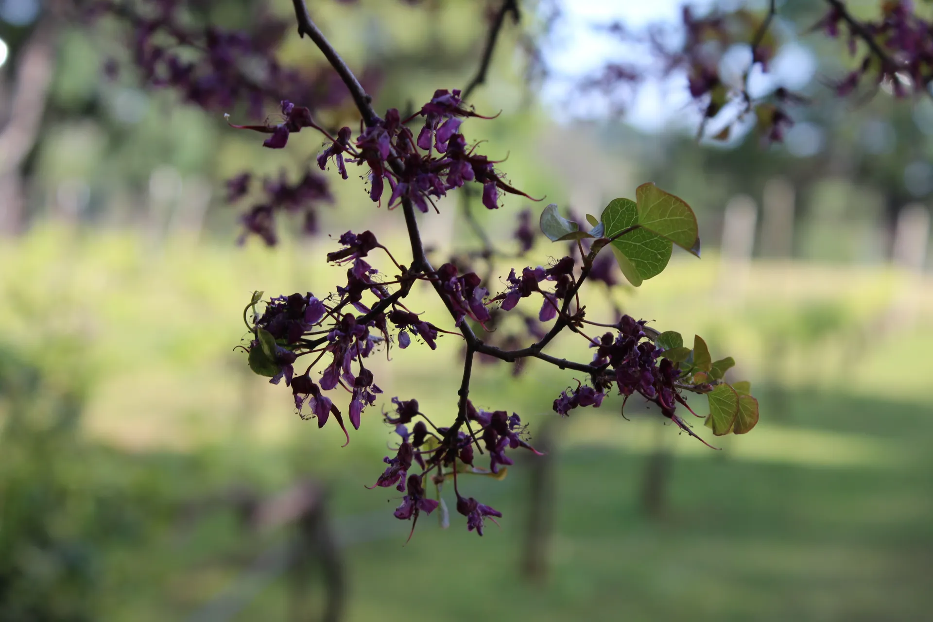 Who knows OnlyFans header