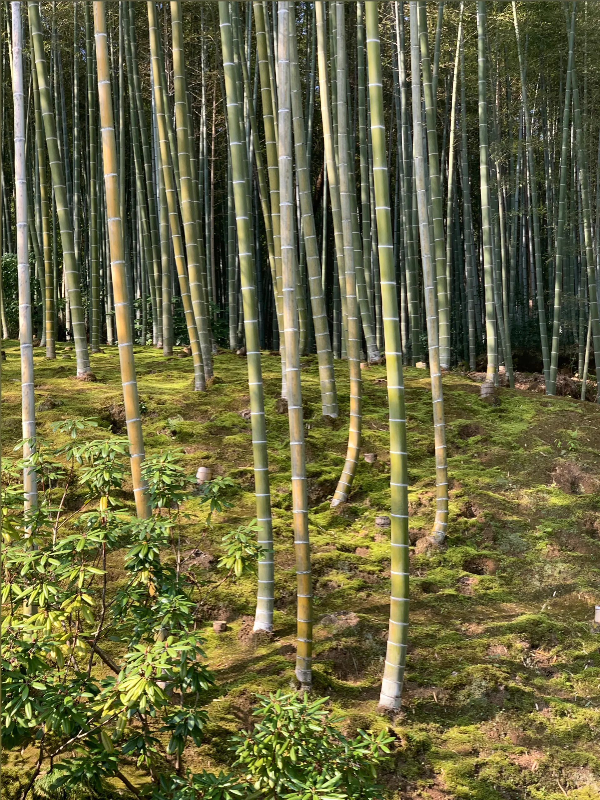 Famfrit&amp;Nage OnlyFans header