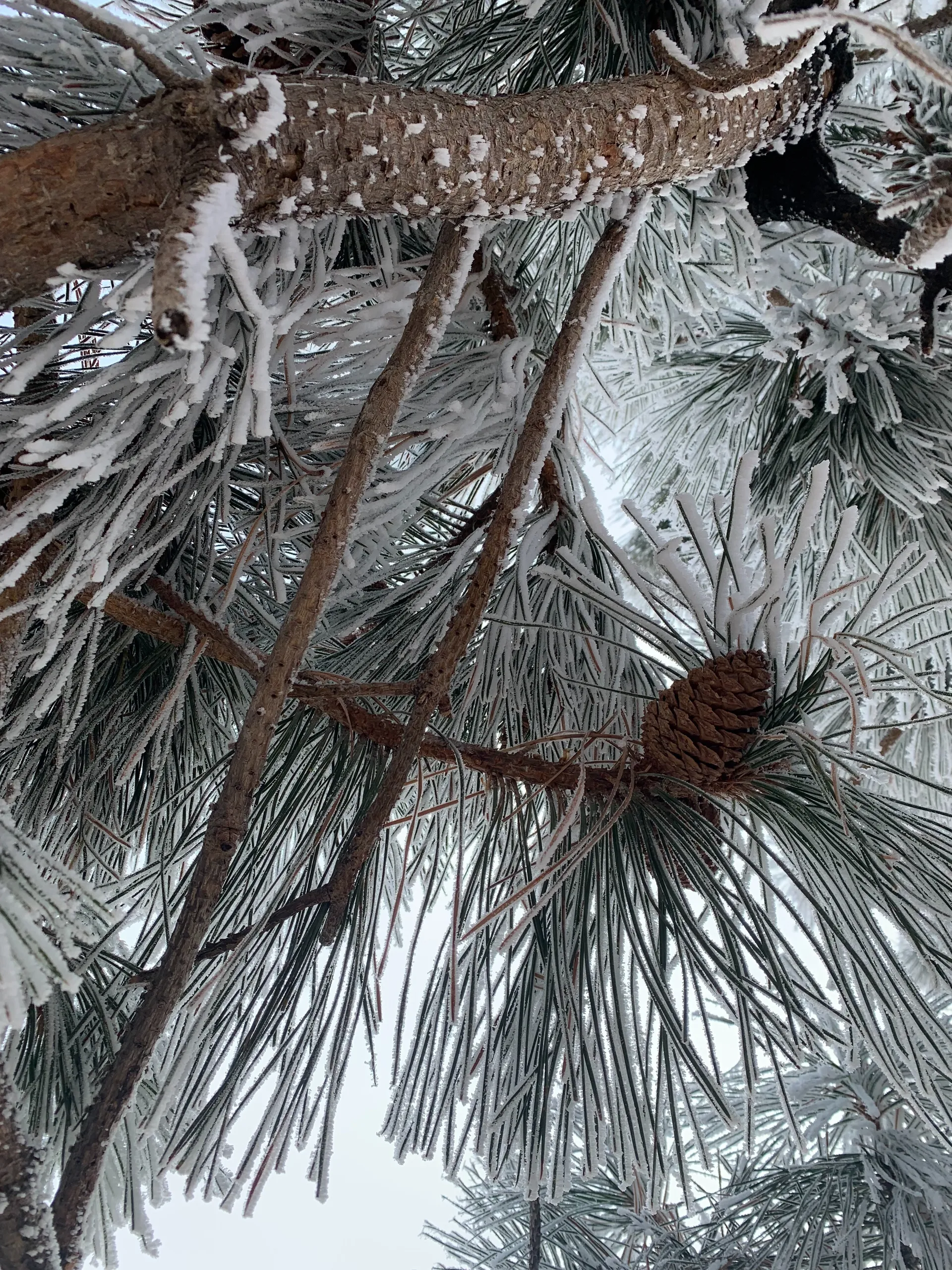 Fancy OnlyFans header