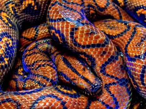 Snakess🐍🐍 OnlyFans header