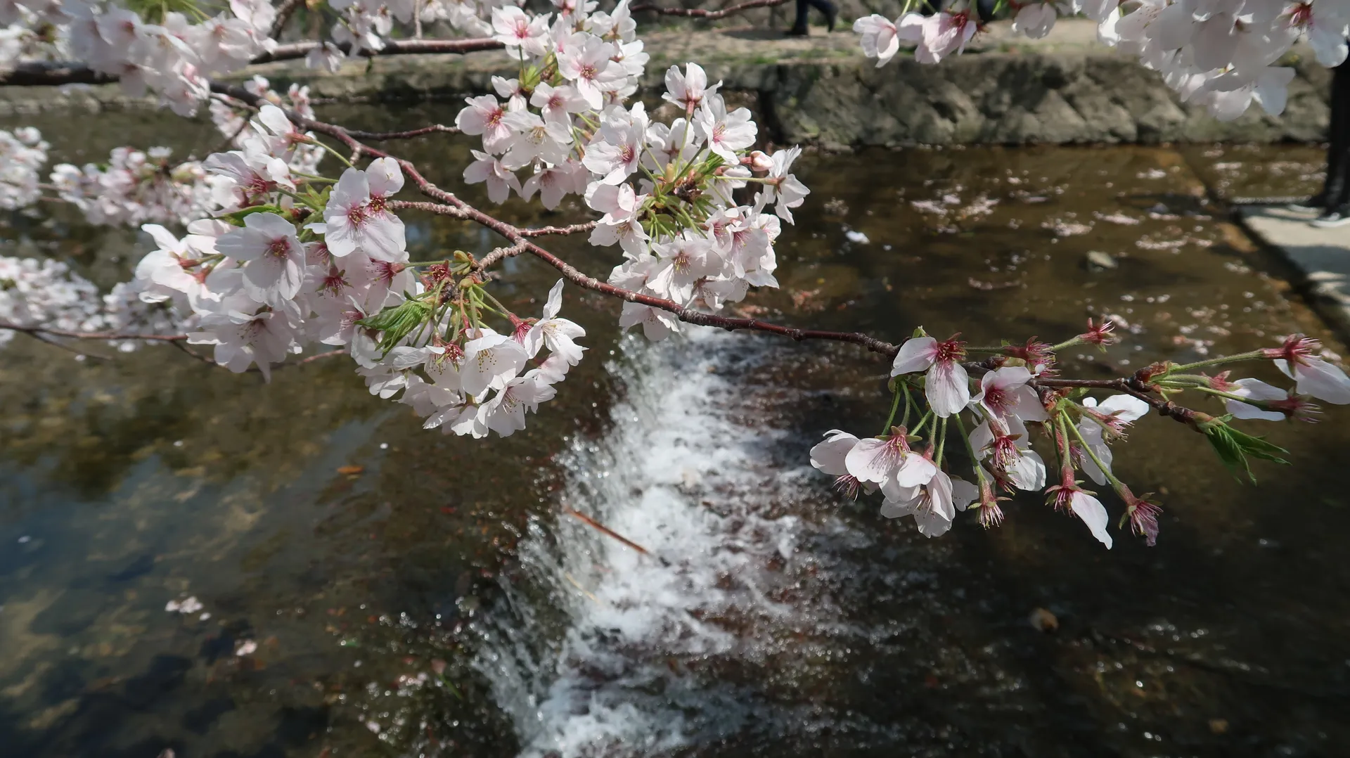 Fan Fab Feet OnlyFans header