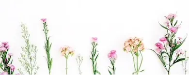 Fanpire OnlyFans header