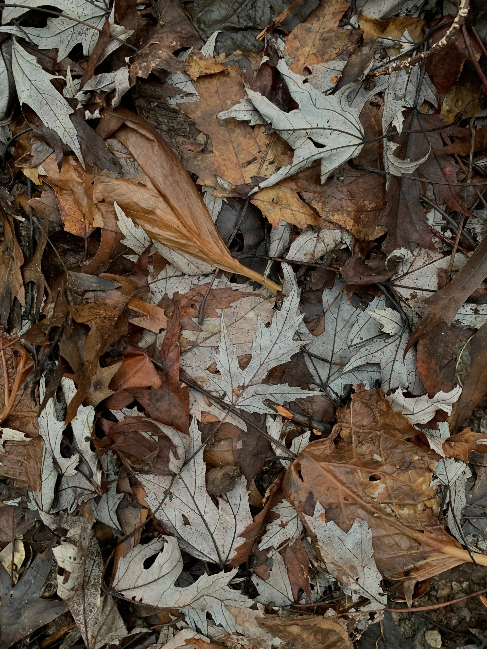 Fantasy demon😈 OnlyFans header