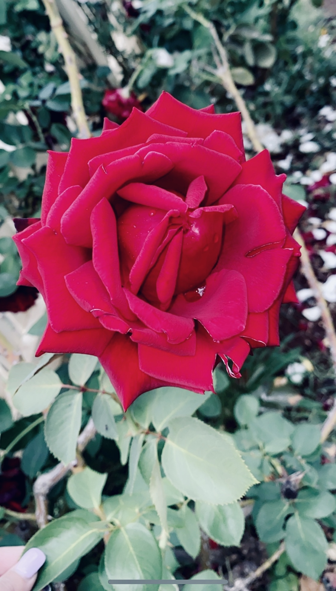 fantasyfriend OnlyFans header