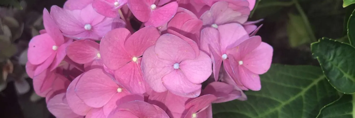 BigBaby Maria 🌺💰 OnlyFans header