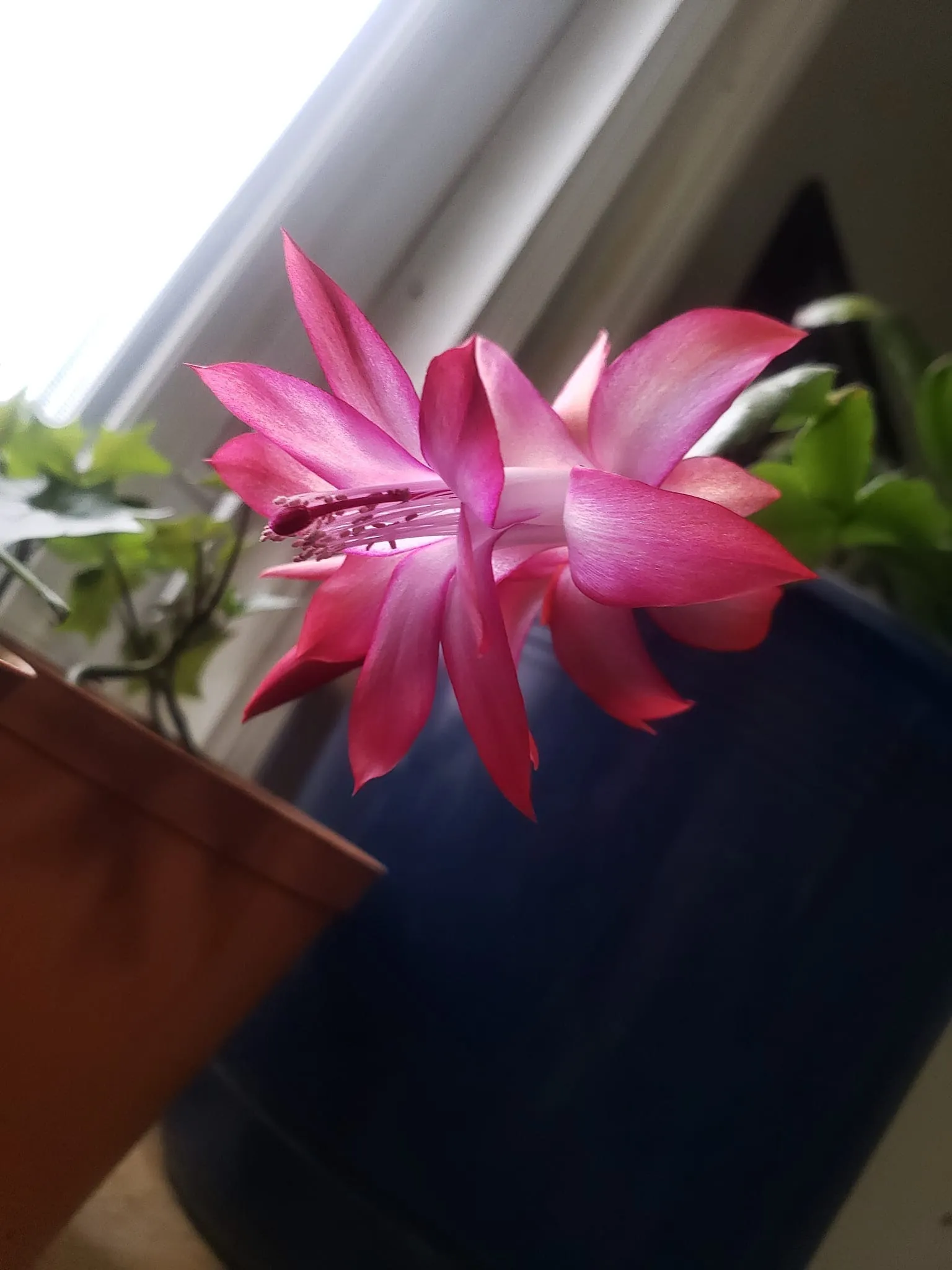 FantasyNeighbor CurvyKitty420 OnlyFans header