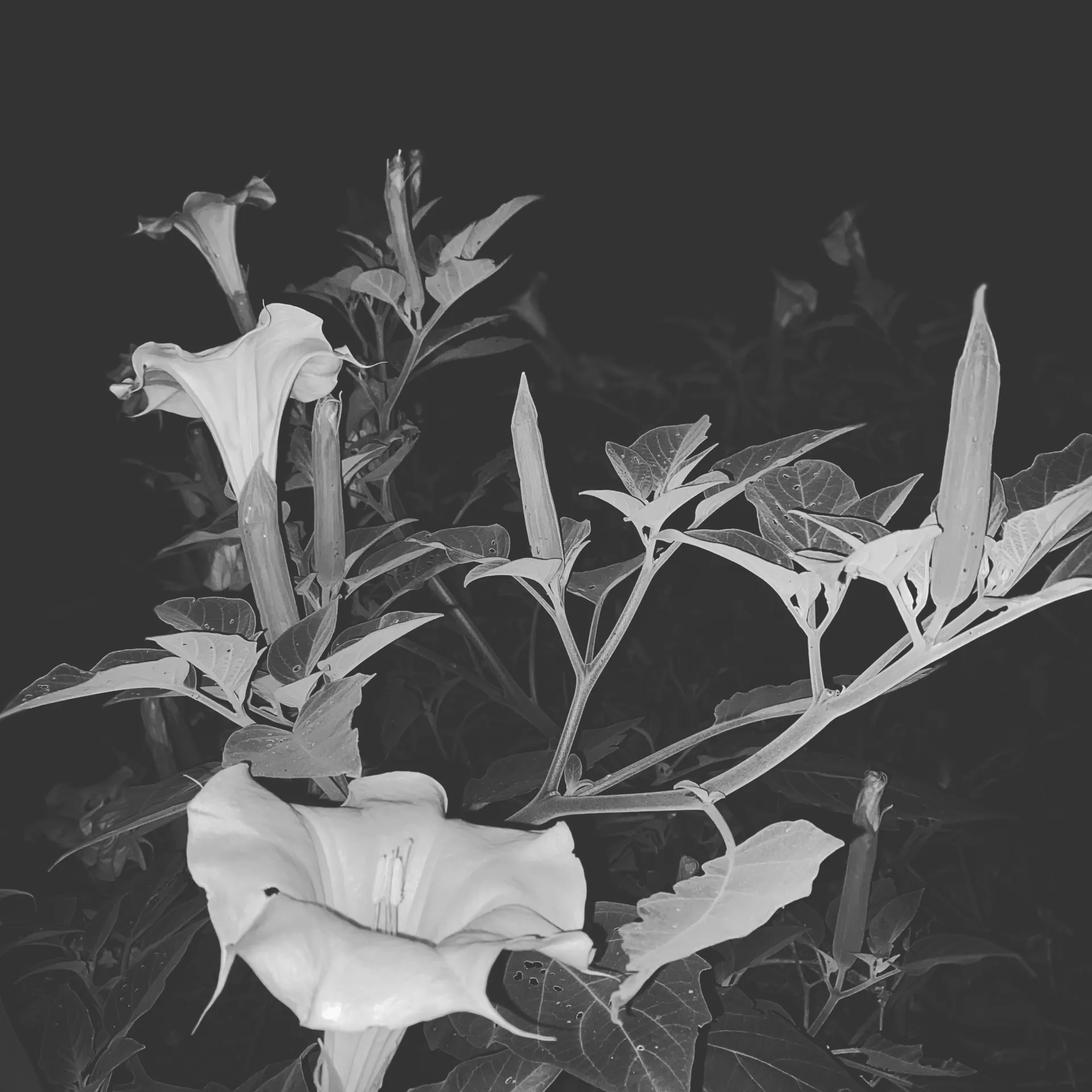 Blake OnlyFans header