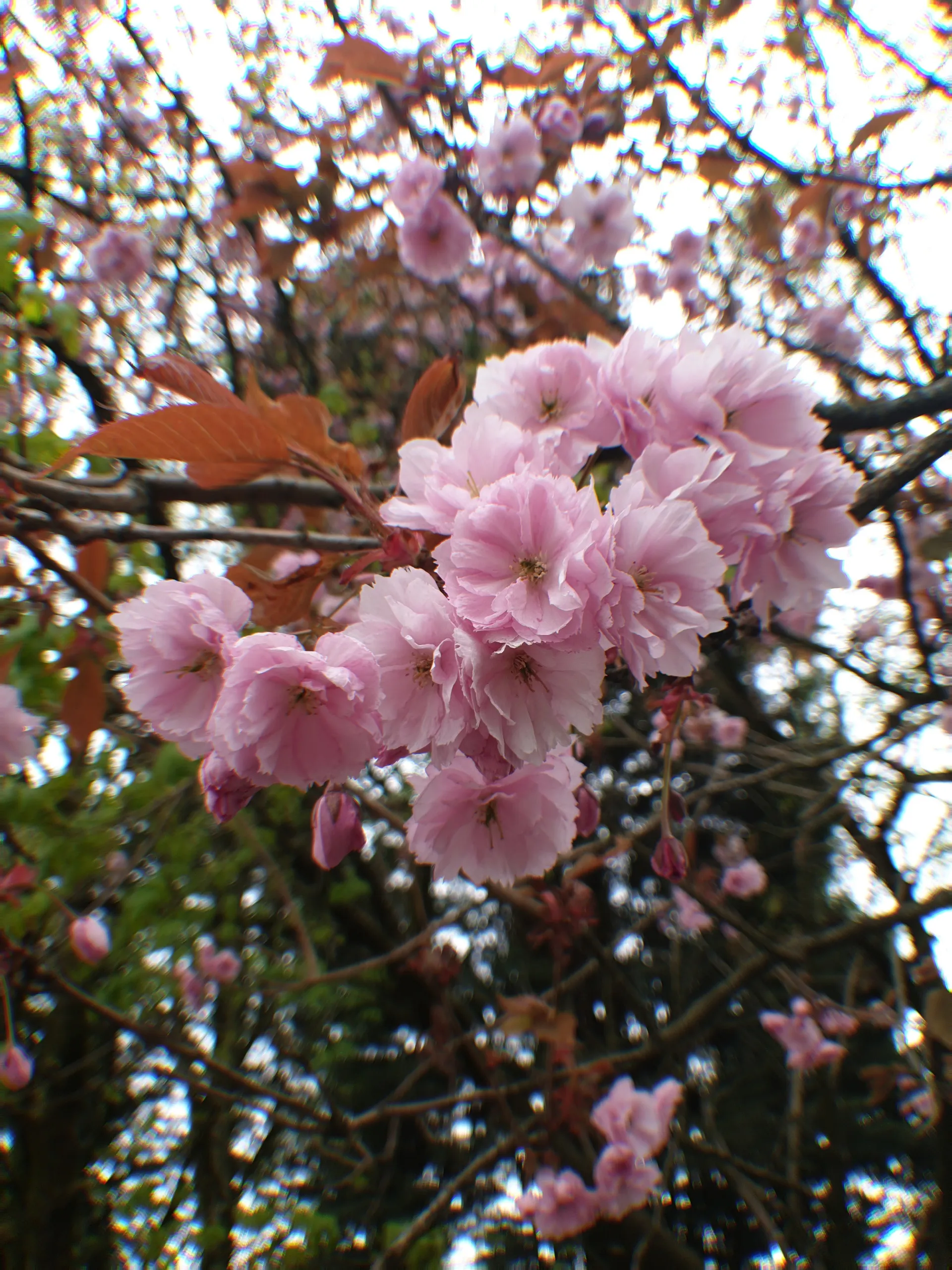 Aurora Grace OnlyFans header