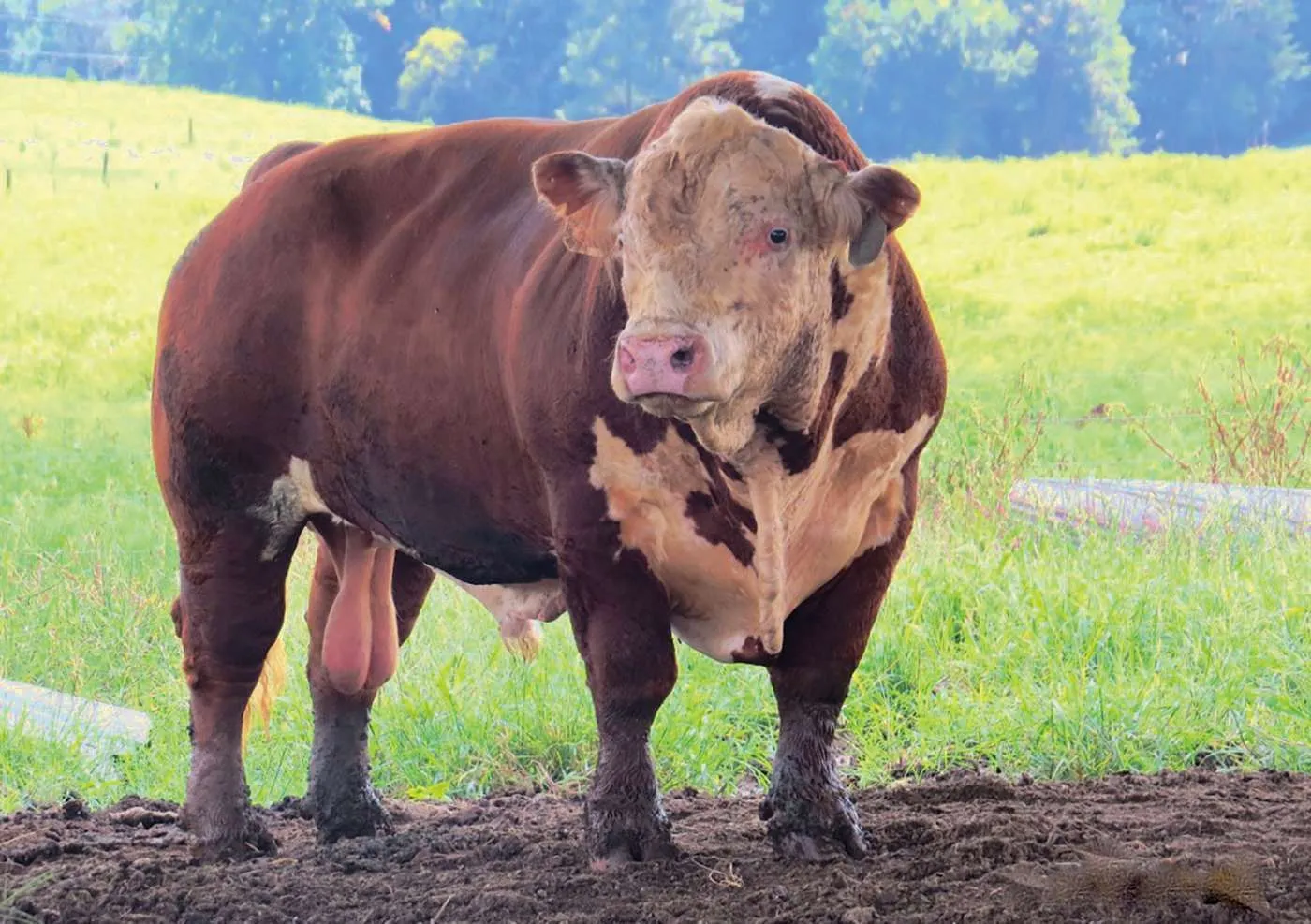 Mr Farmer OnlyFans header