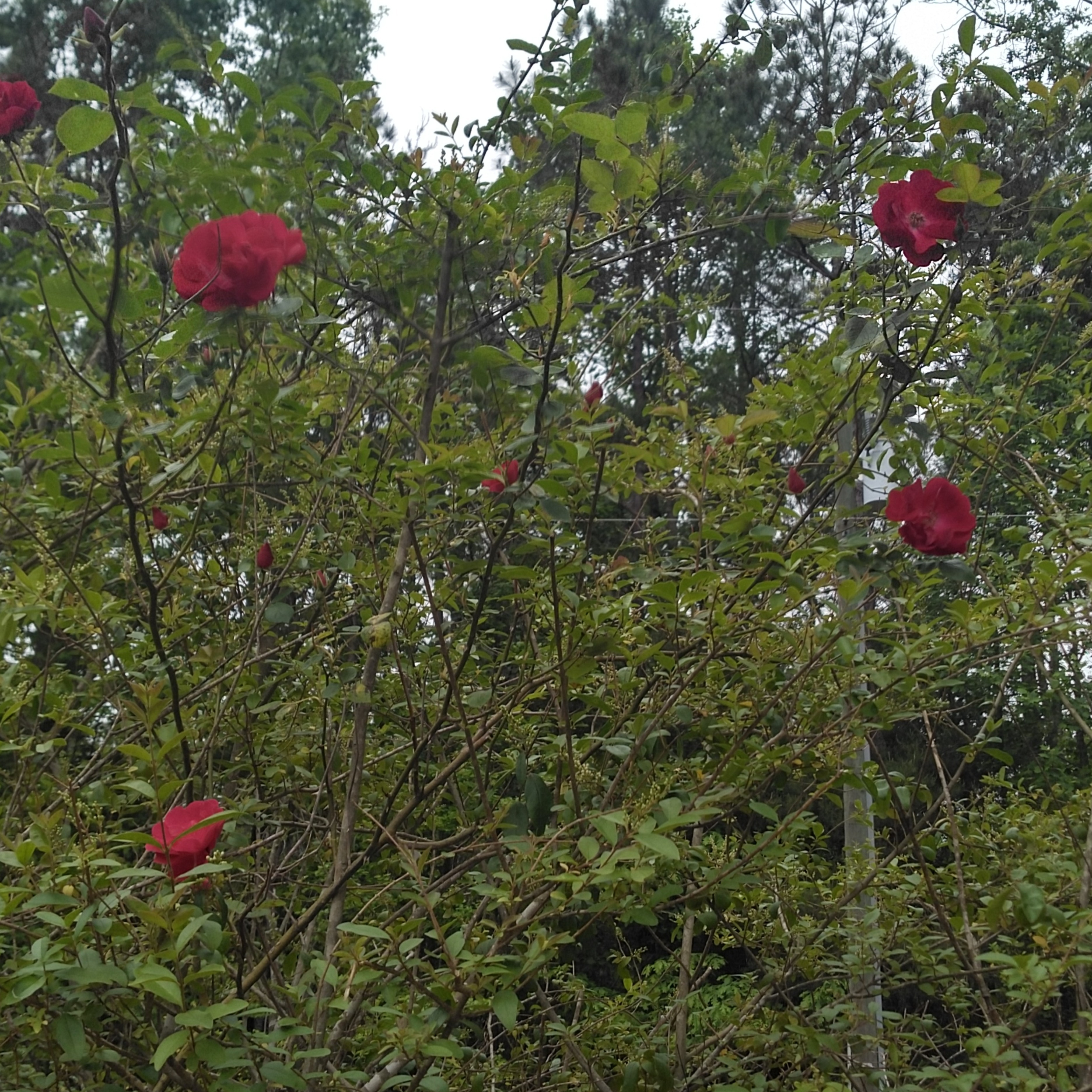 SukoshiMikan OnlyFans header