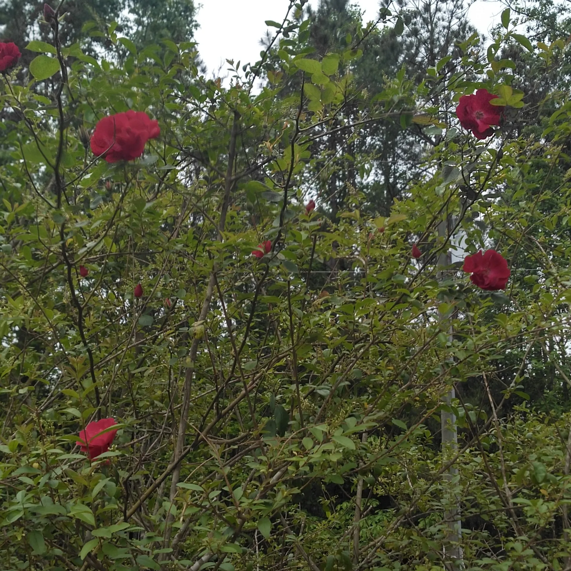 SukoshiMikan OnlyFans header