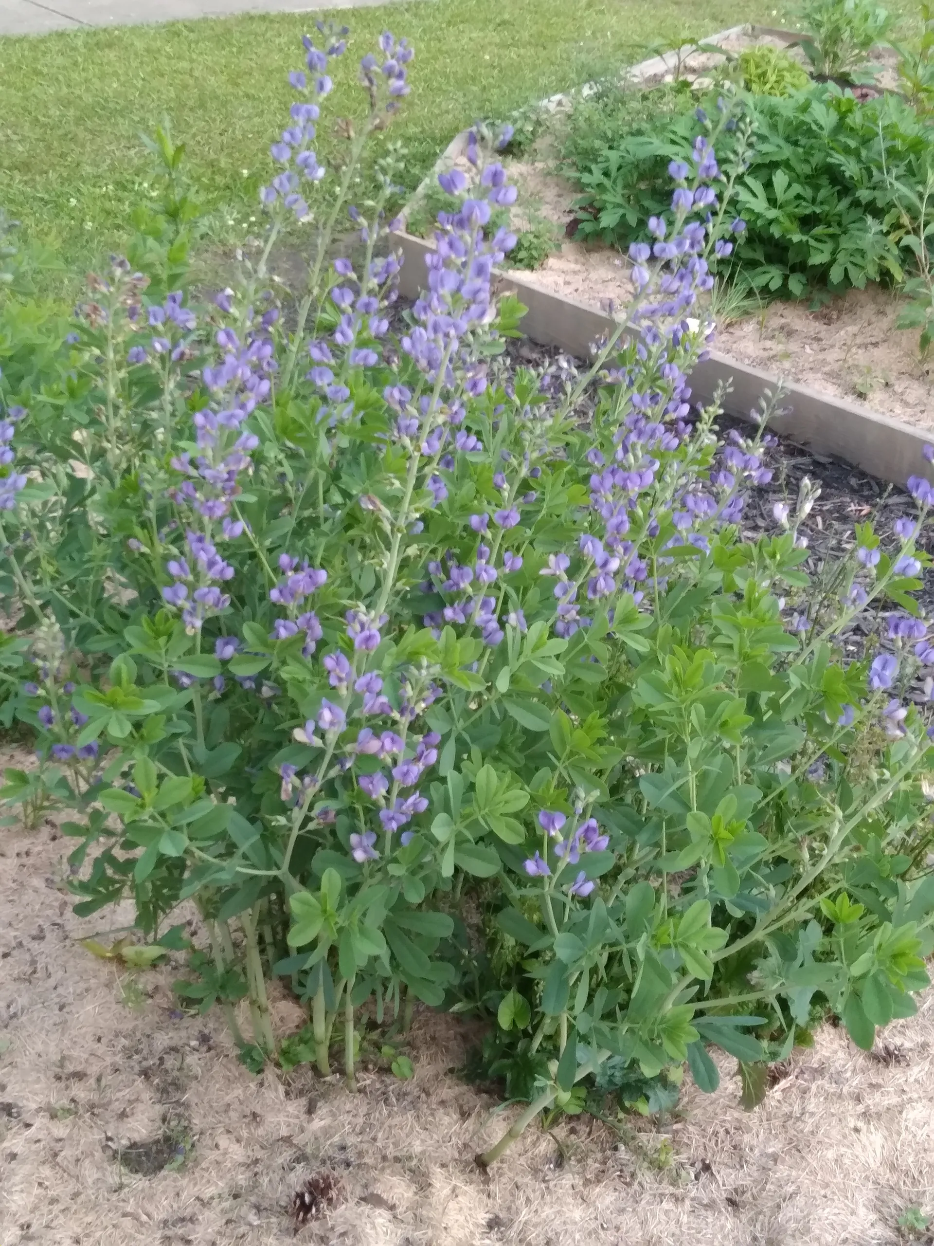 Farrah Lewis OnlyFans header