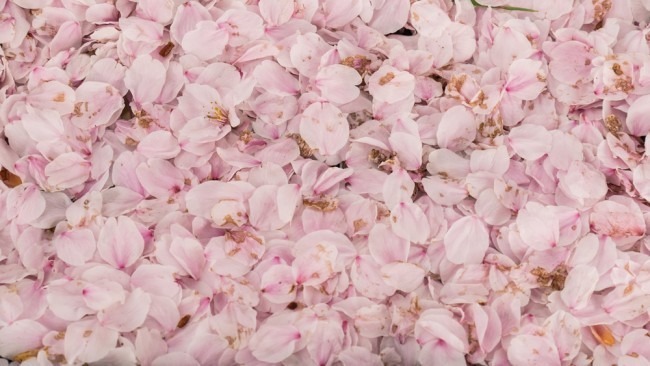 FashionModel OnlyFans header