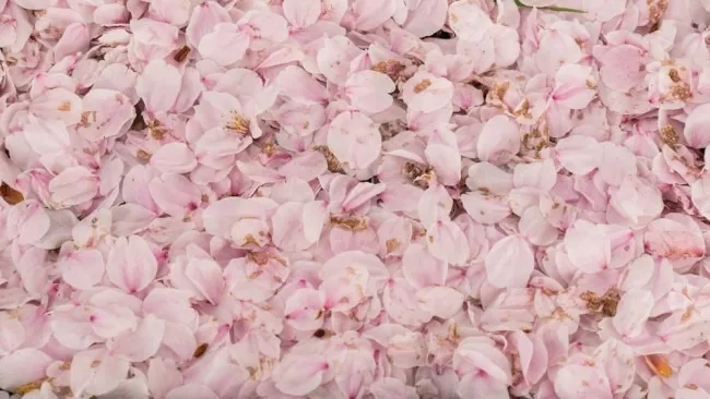 FashionModel OnlyFans header