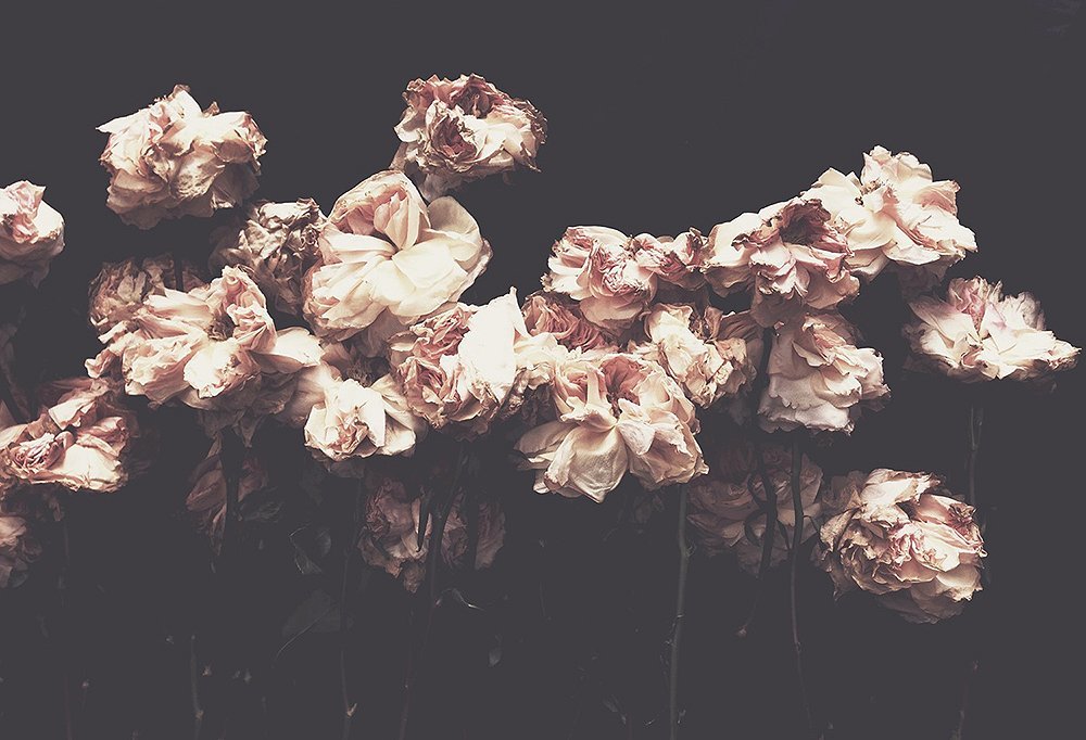 Sedated Princess OnlyFans header