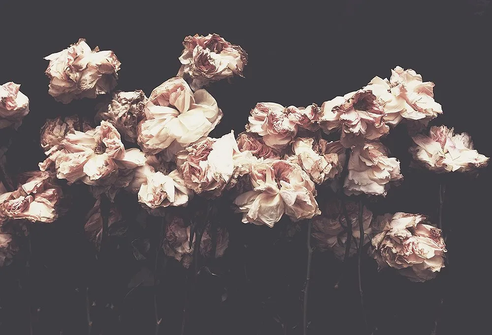 Sedated Princess OnlyFans header