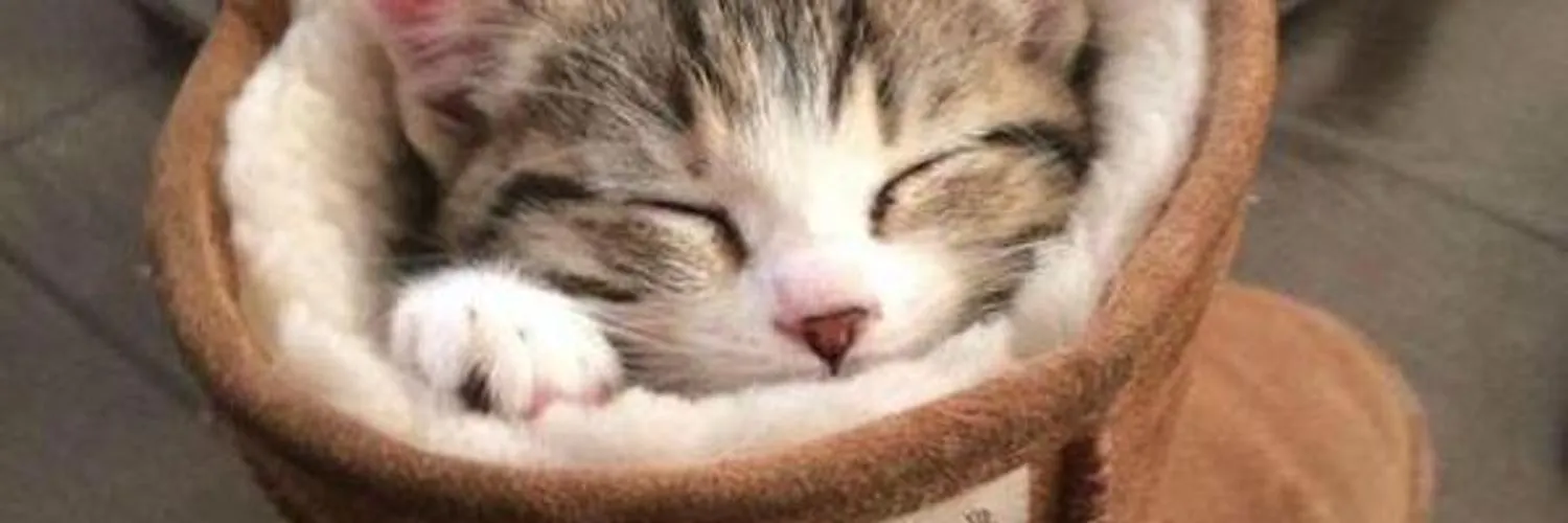 iCunt OnlyFans header