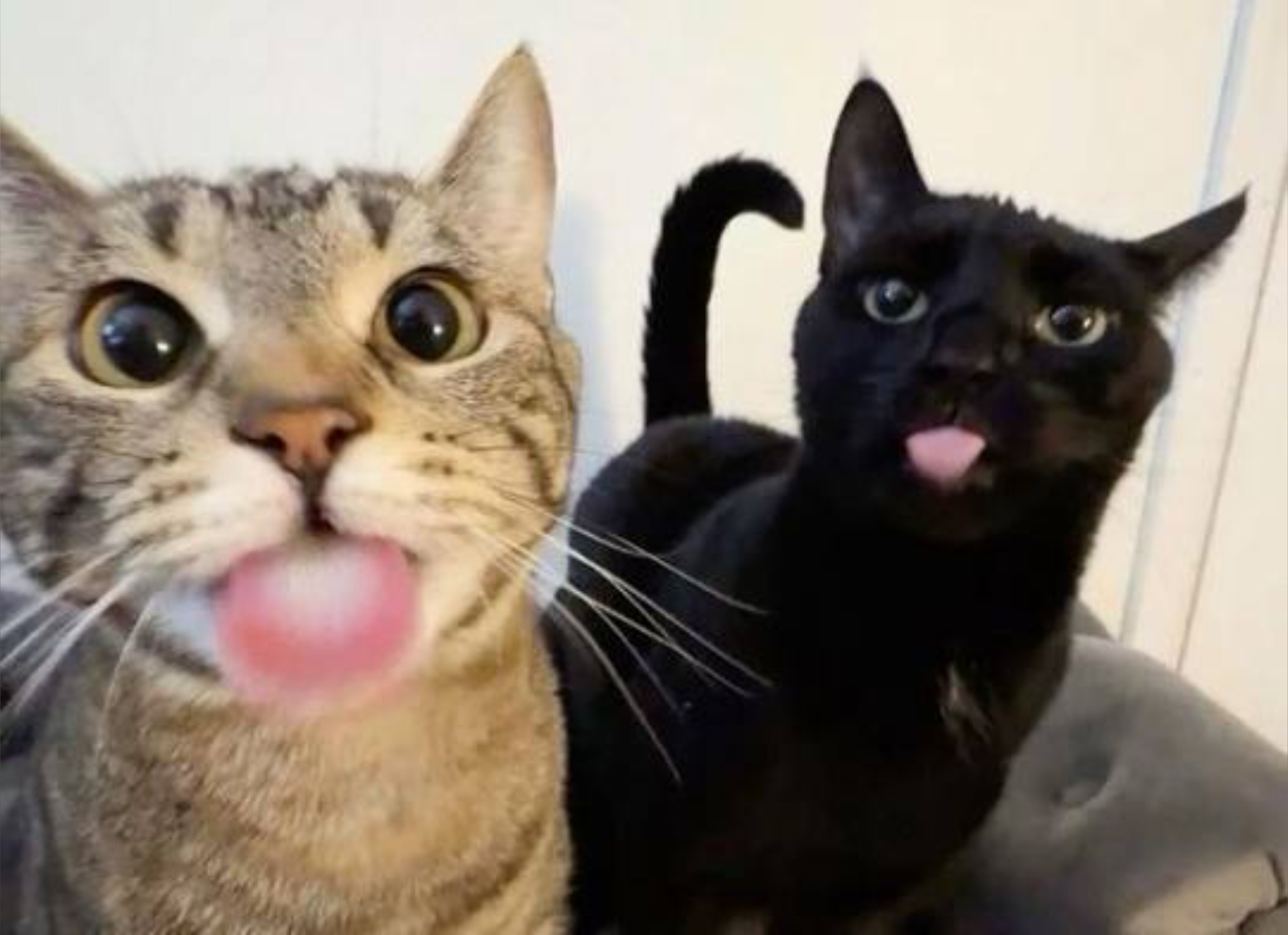 Fatcat98 OnlyFans header