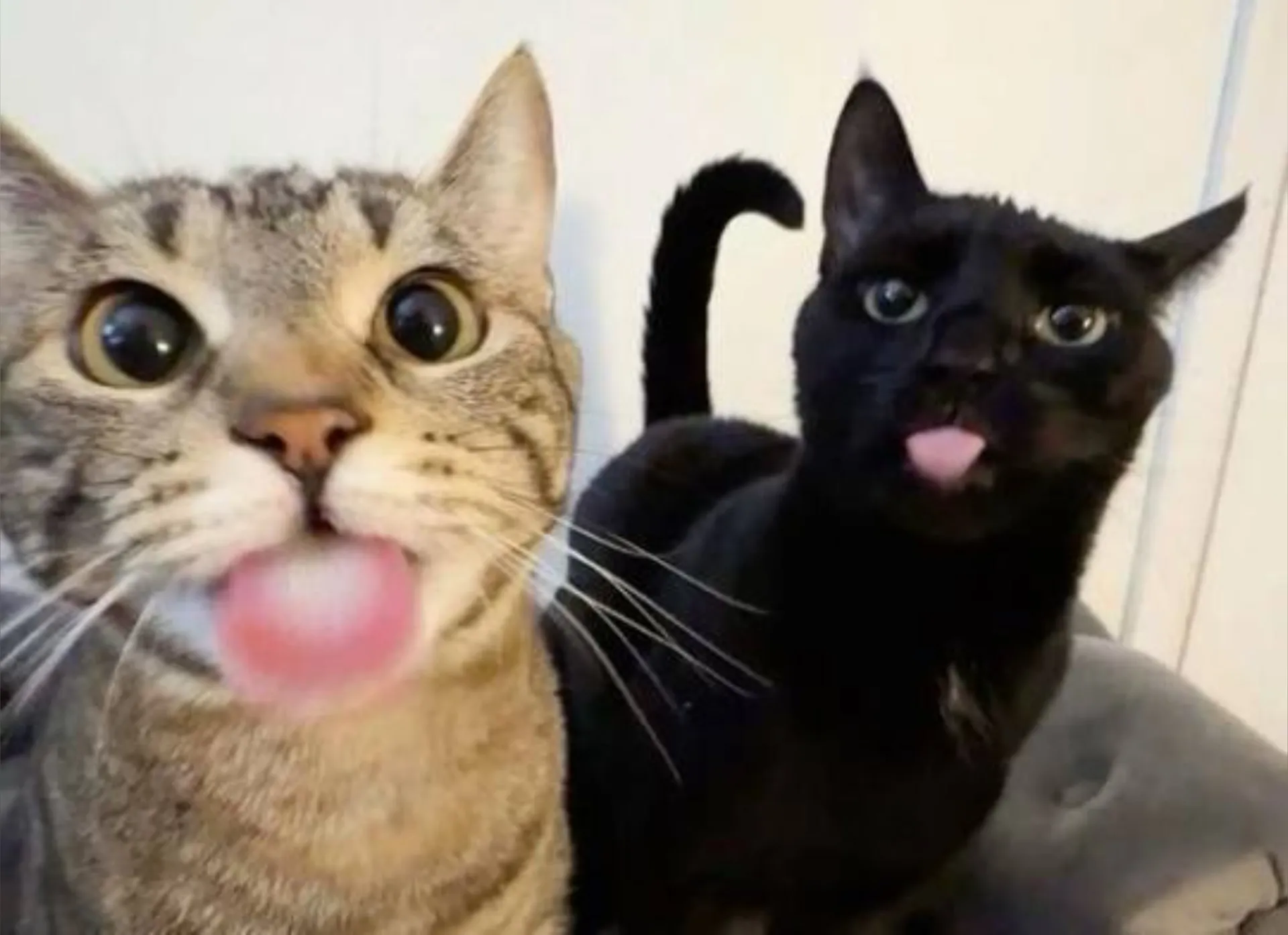 Fatcat98 OnlyFans header