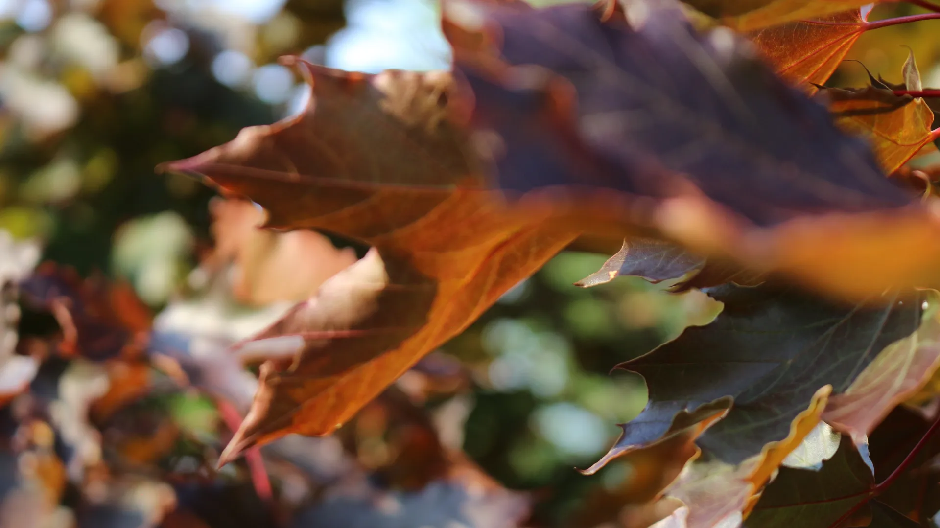 Fat Girl 95 OnlyFans header