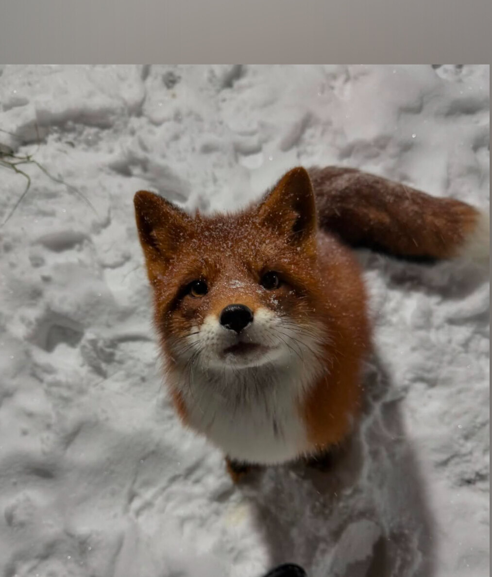 FauxFox OnlyFans header