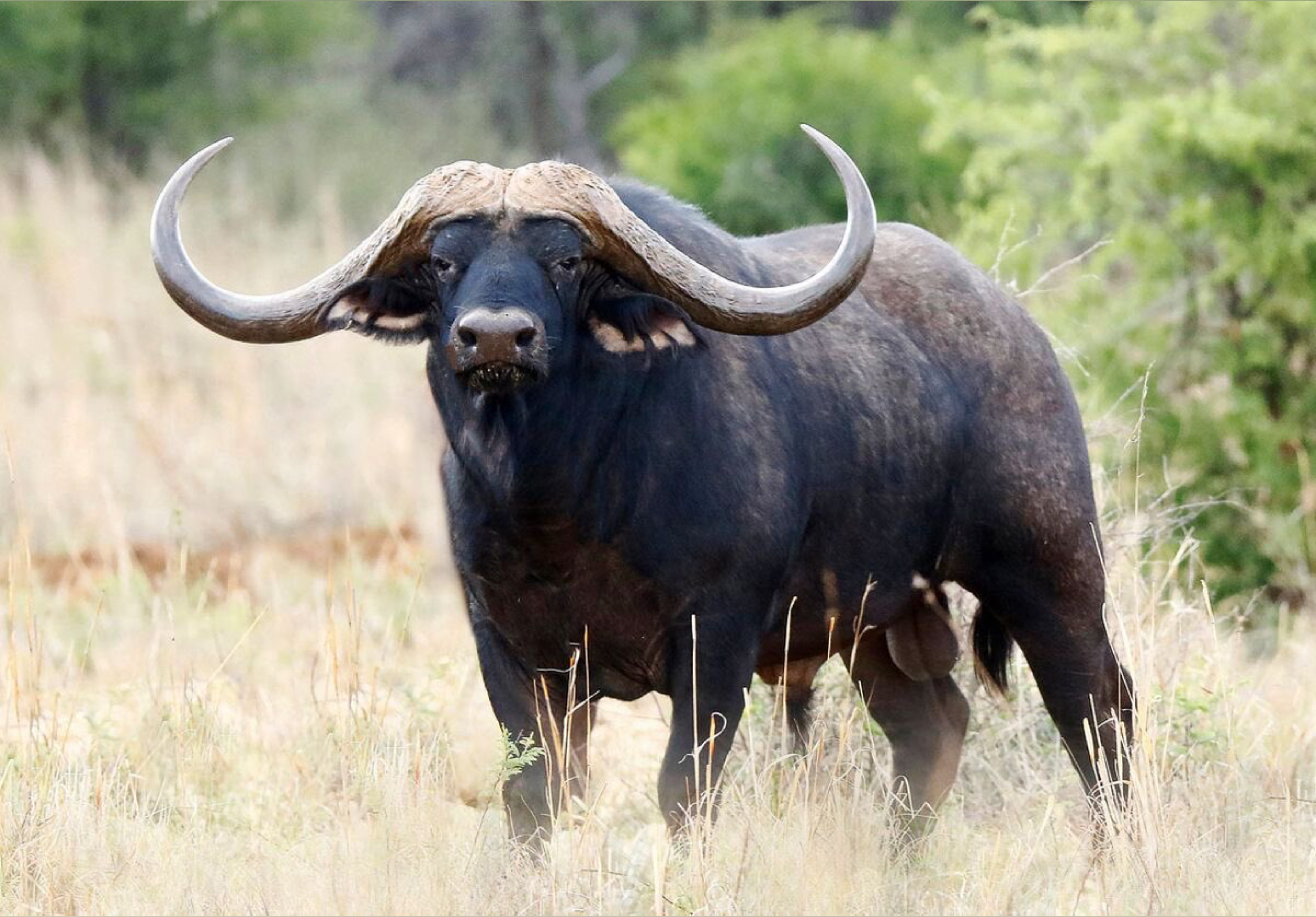 Wild muse OnlyFans header