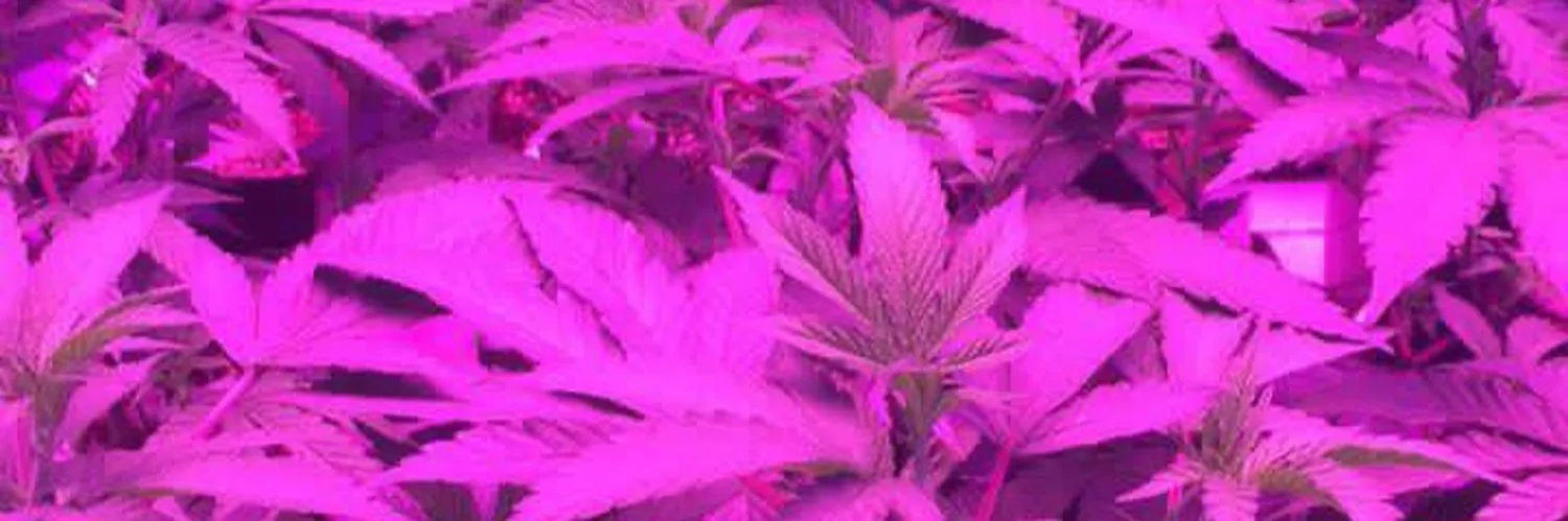 hausfairy 🔞 OnlyFans header