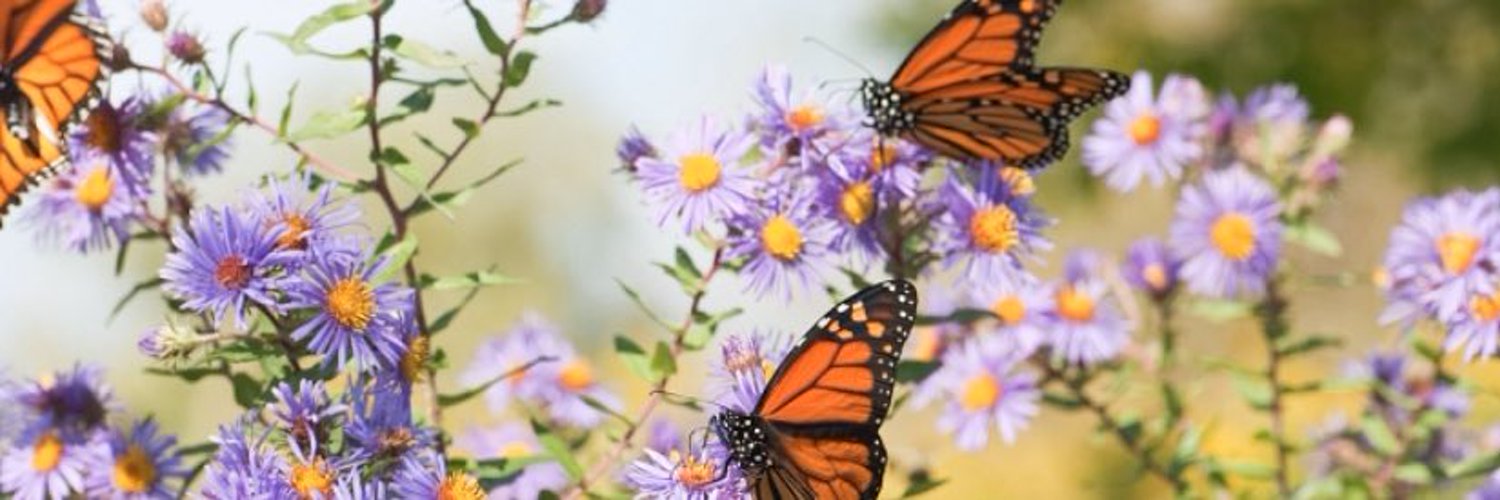 Ash 🦋 OnlyFans header