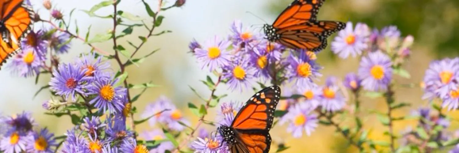 Ash 🦋 OnlyFans header