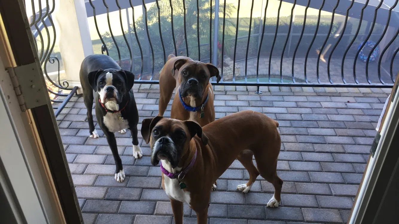 Fawna Belle OnlyFans header