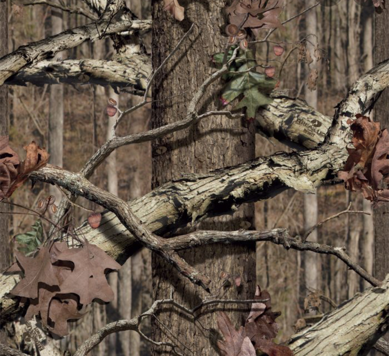 Fawn Andi OnlyFans header