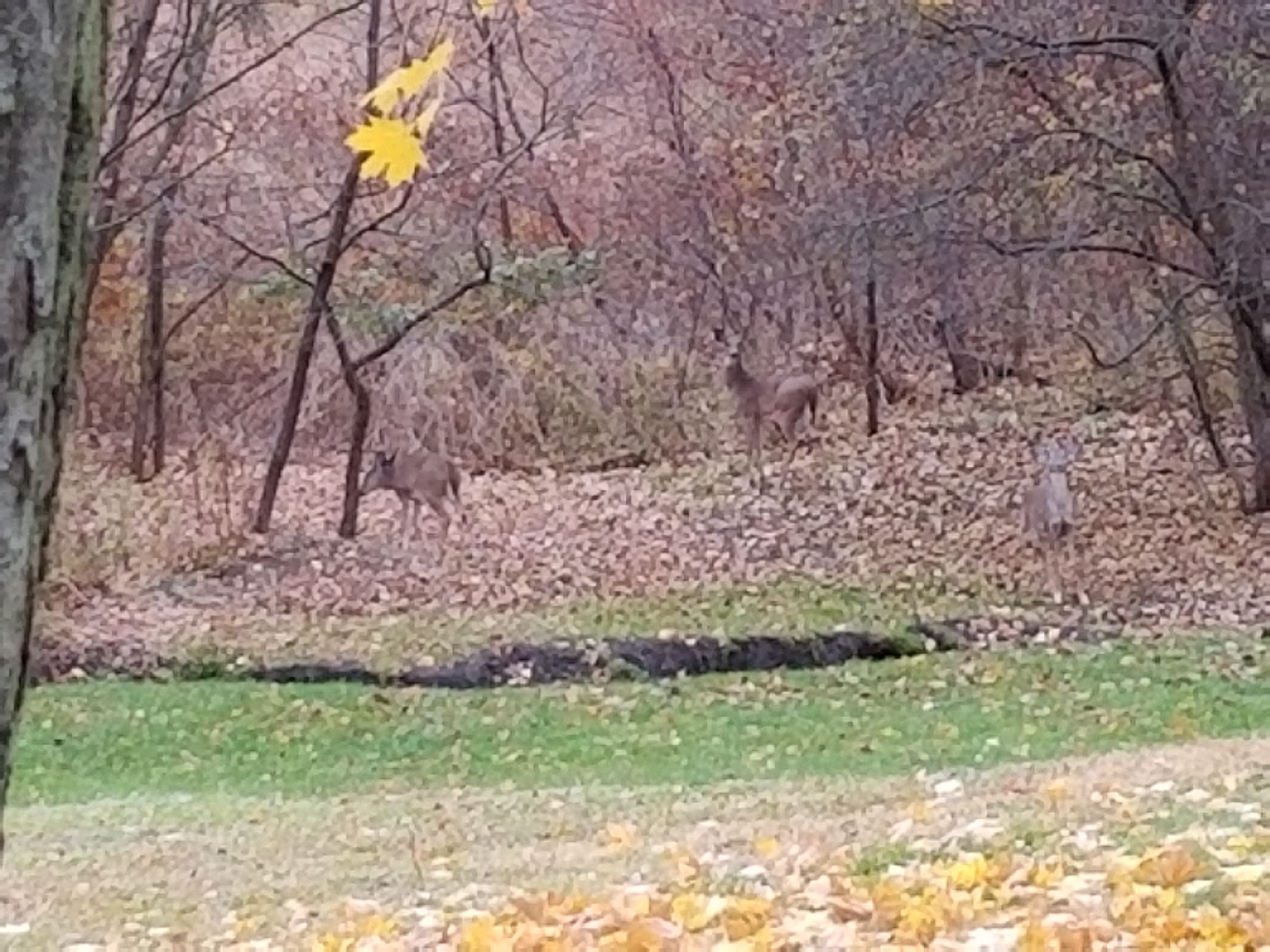 Fawn Andi OnlyFans header