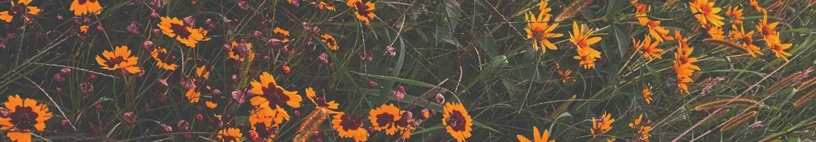 Fawn Cena 🌿💫 OnlyFans header