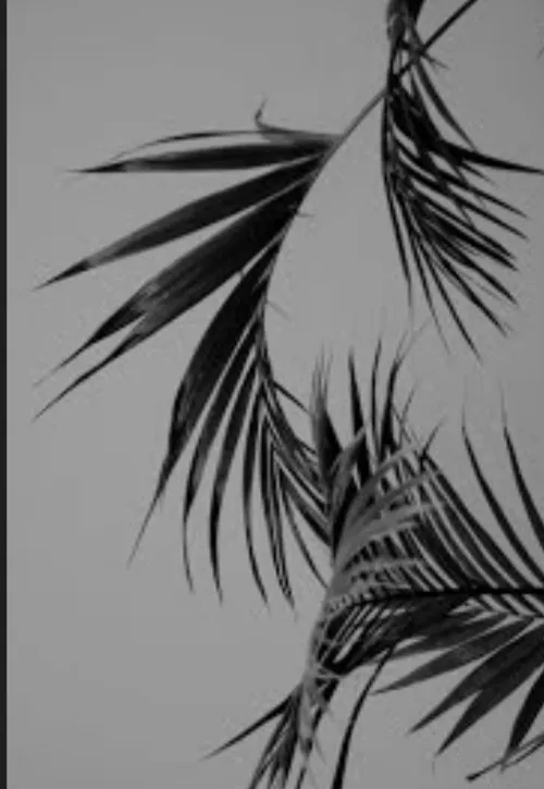 FAYE Mayshh OnlyFans header