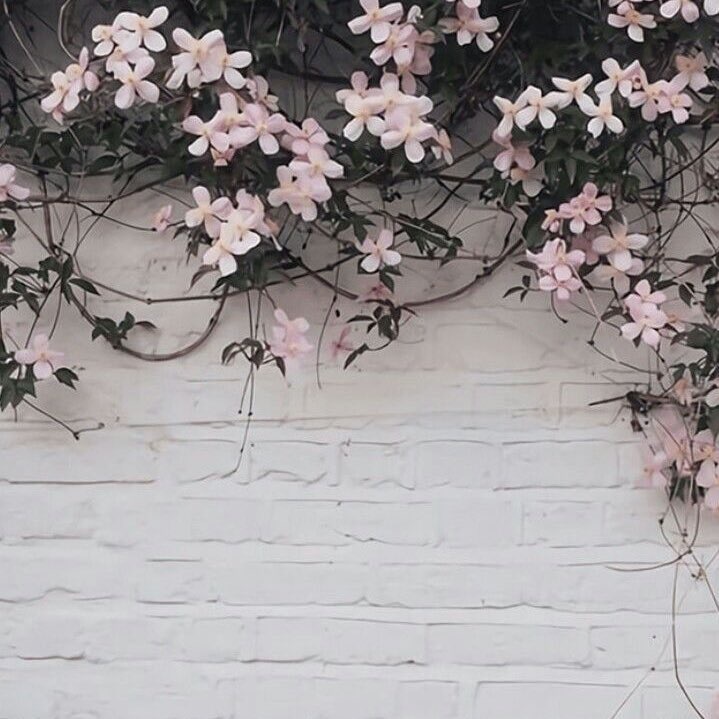 Peach OnlyFans header