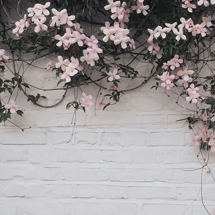 Peach OnlyFans header