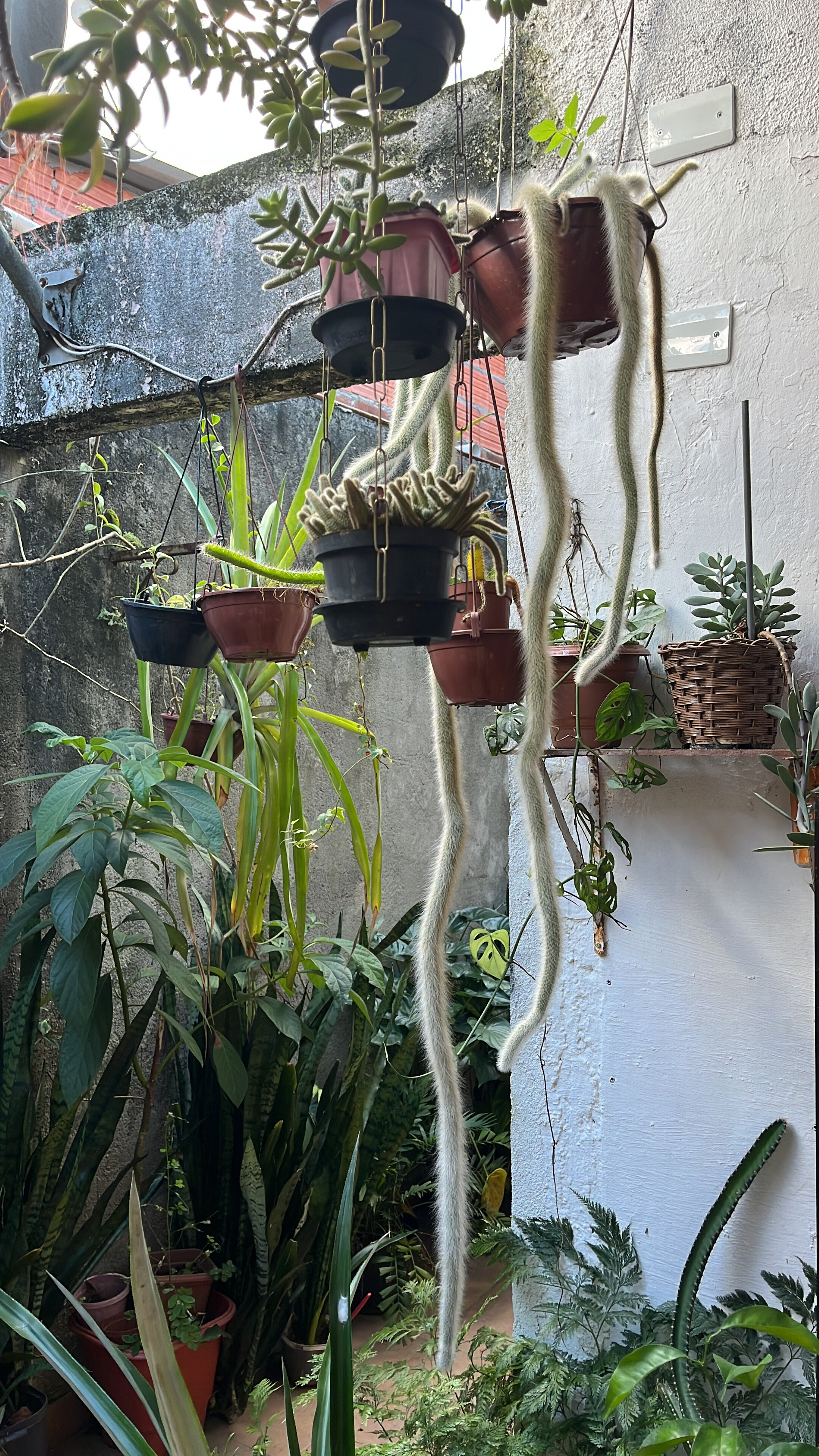 Reis tattoo OnlyFans header