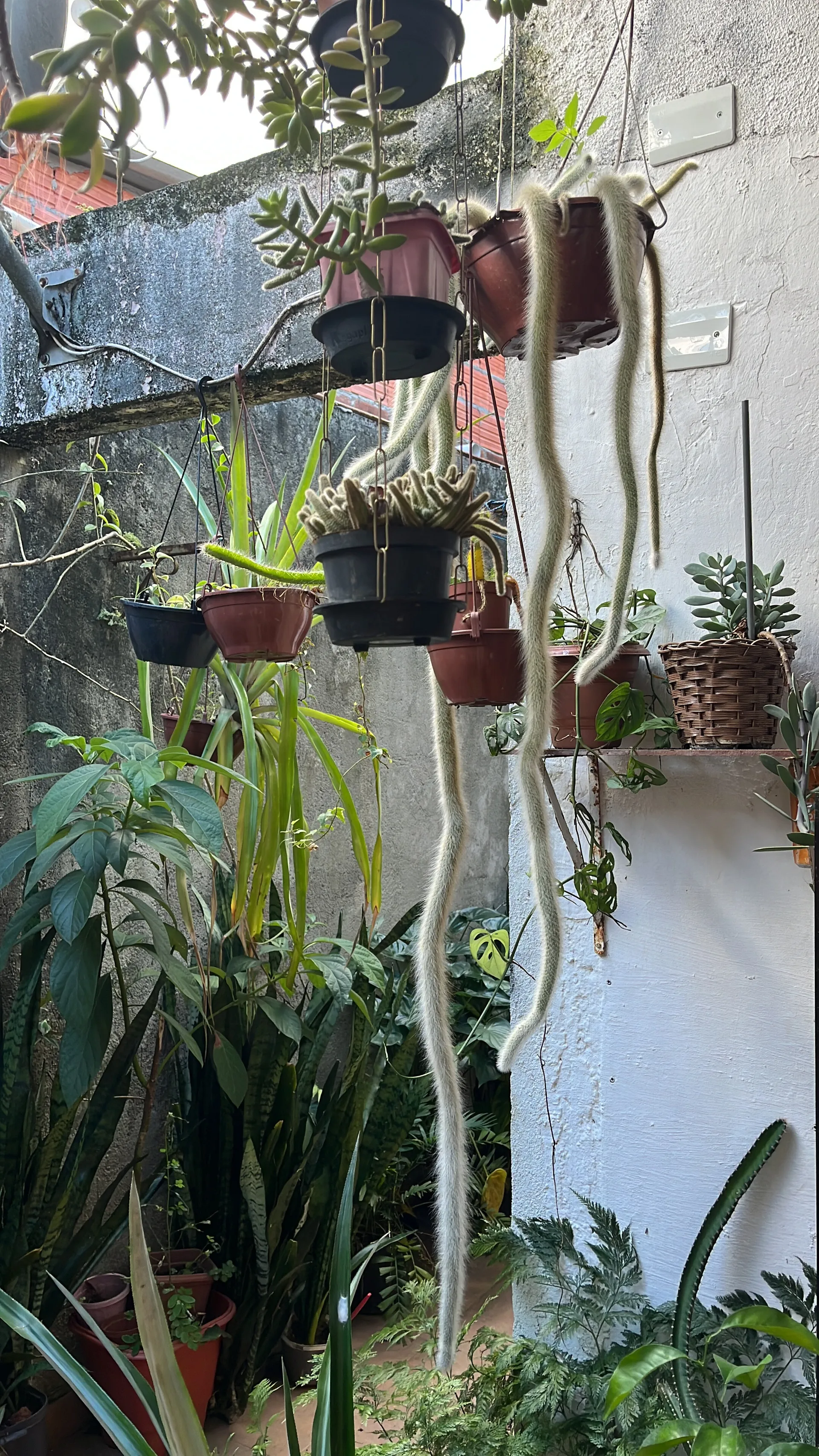 Reis tattoo OnlyFans header