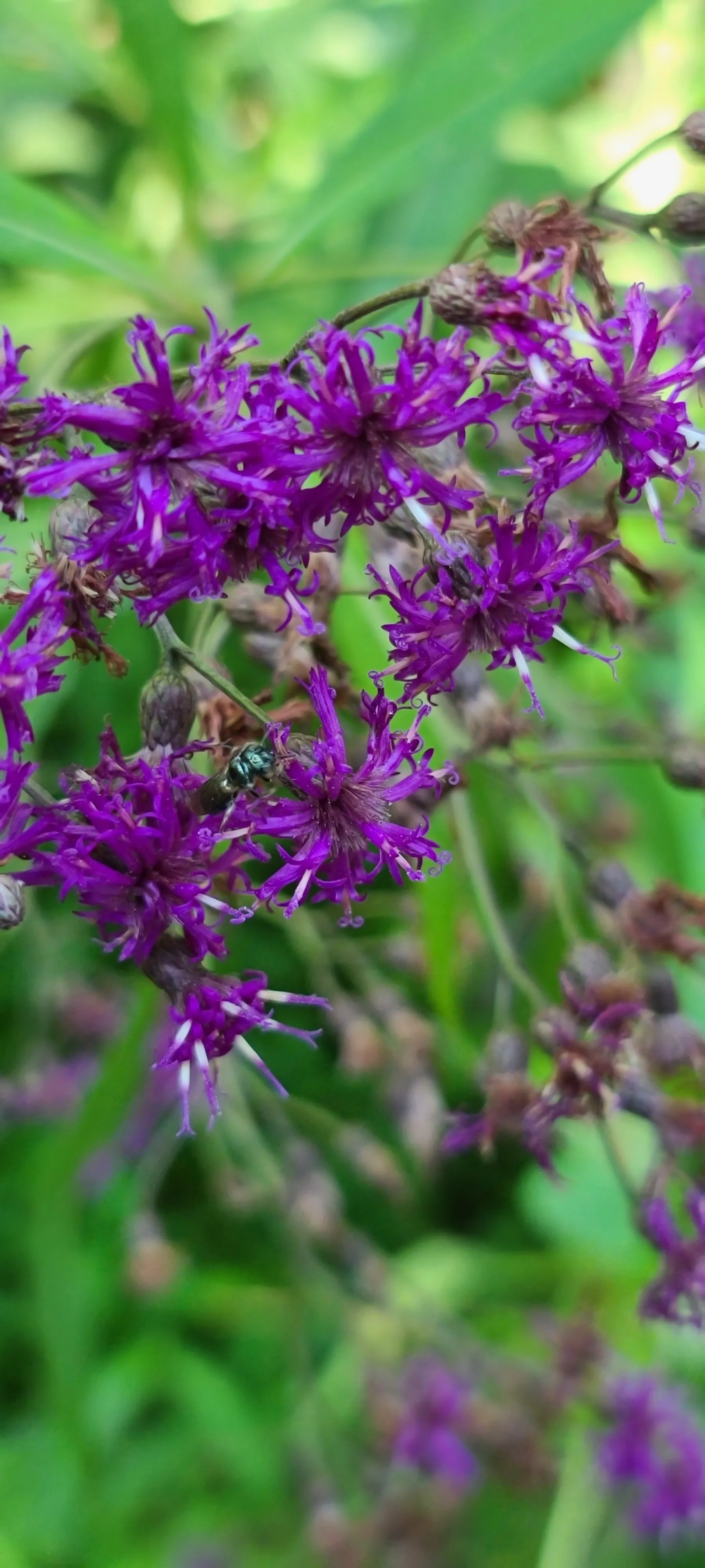 Felicia OnlyFans header